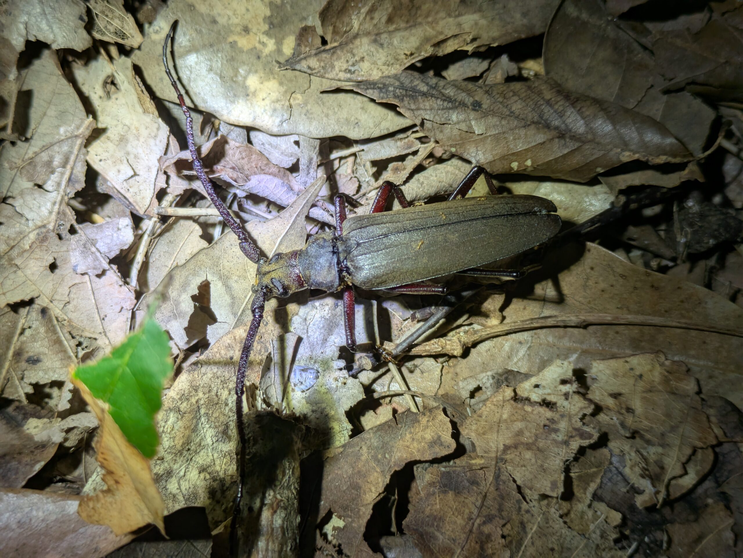 公園の地面で見つけたウスバカミキリの死骸
