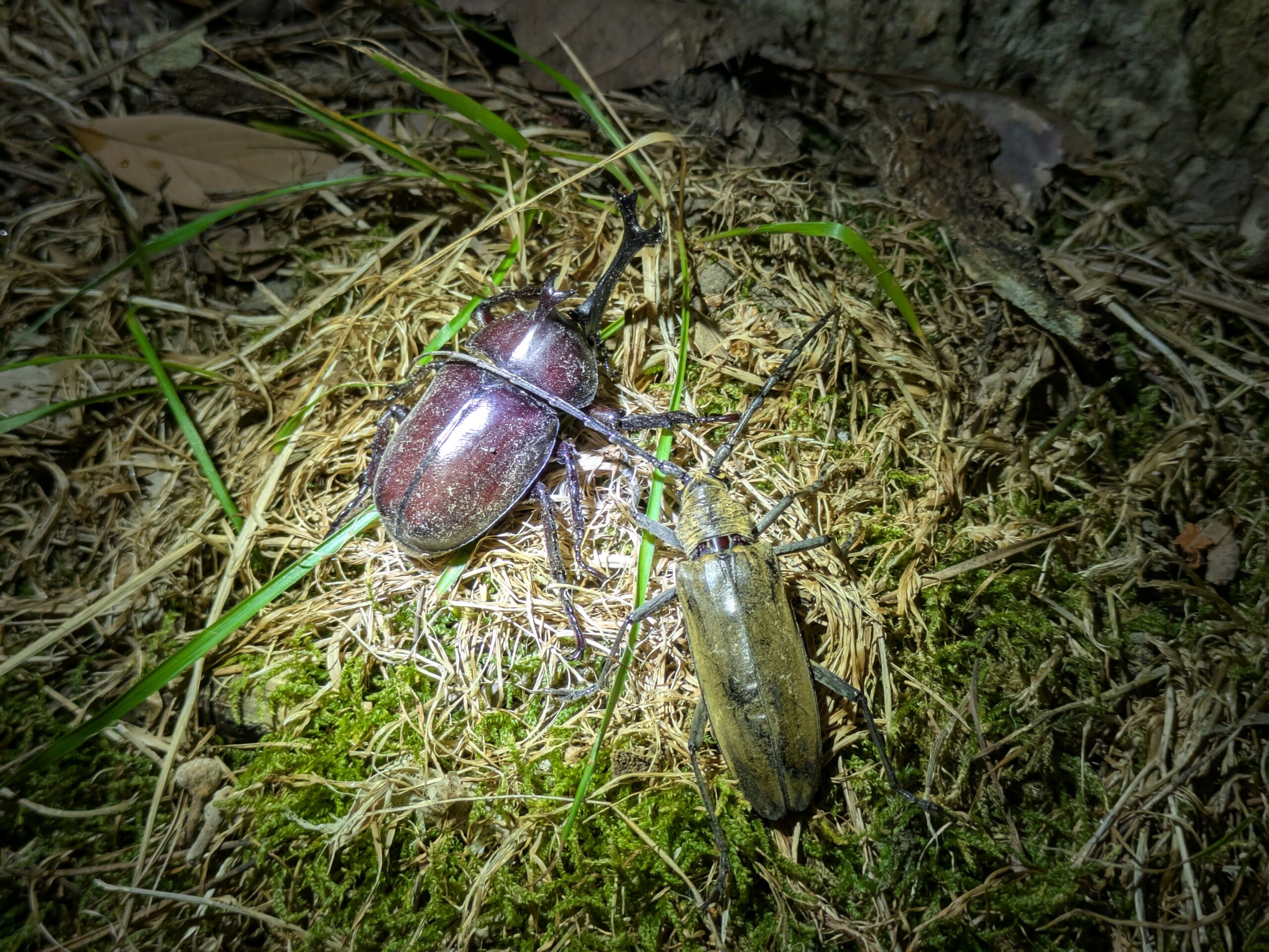 金沢市内の公園で夜に見つけたオスのカブトムシとミヤマカミキリ