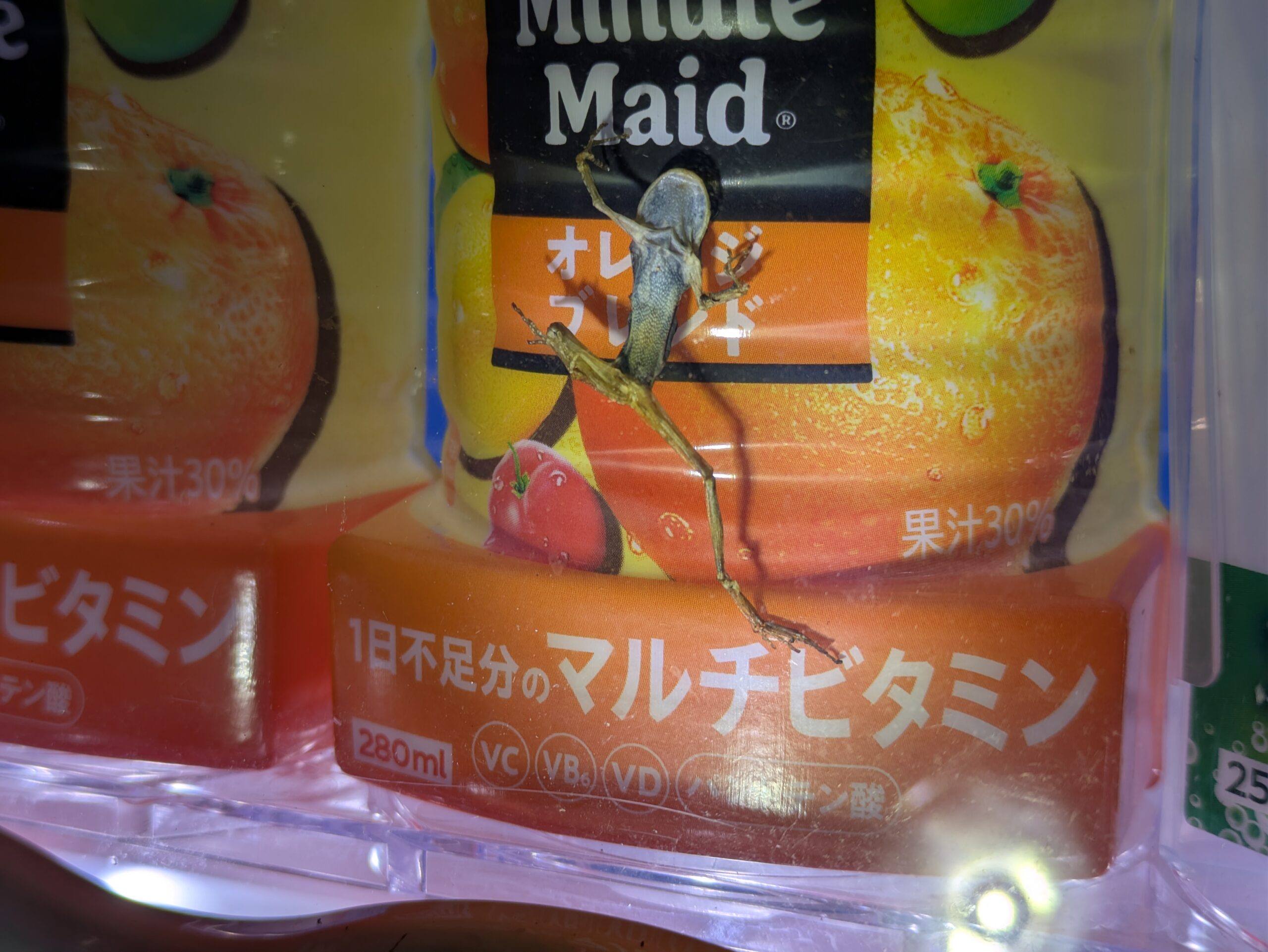 自動販売機の商品見本部分に入り込みミイラになったカエル
