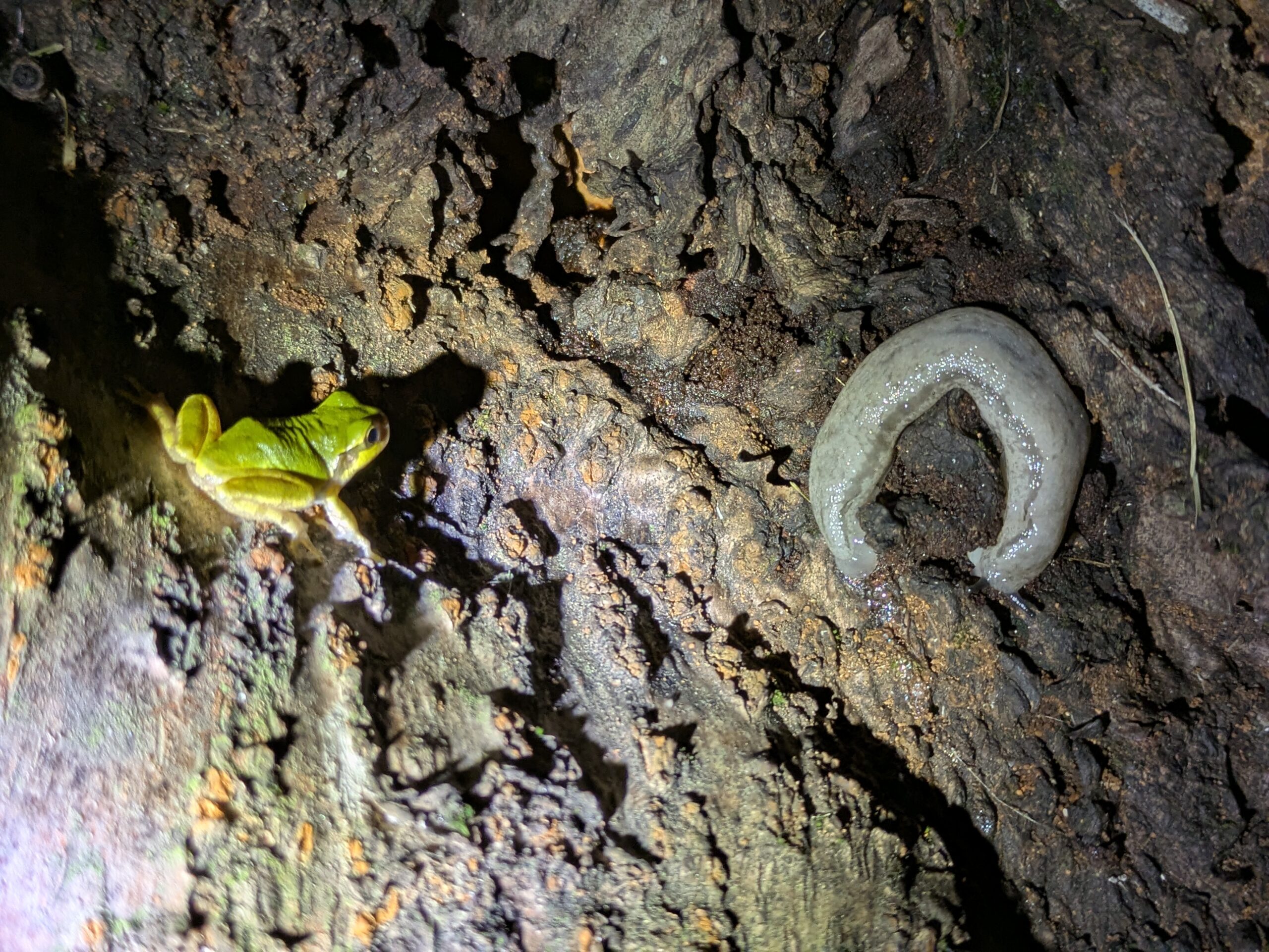 夜の柳瀬川つつみ公園で木の幹に並ぶアマガエルとフタスジナメクジ