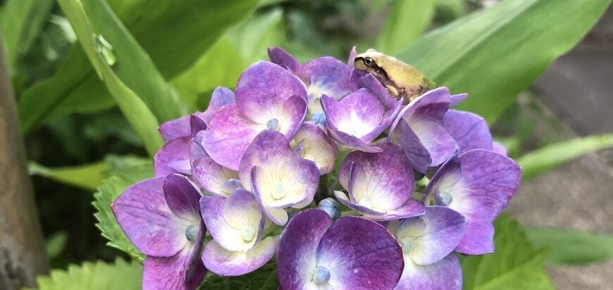 紫色のアジサイの花に乗る小さなアマガエル