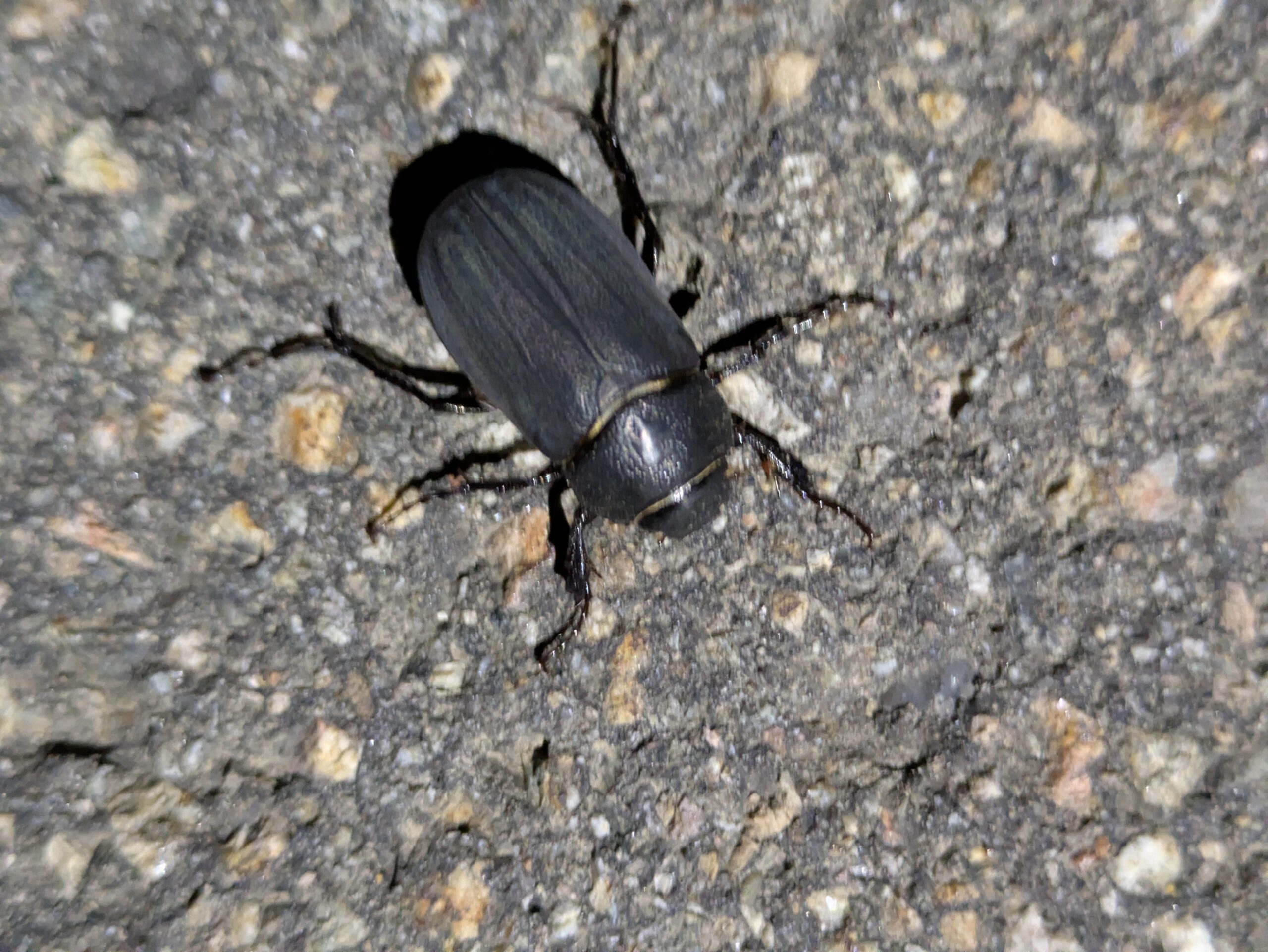 夜の道路を歩いていた黒いオオクロコガネ