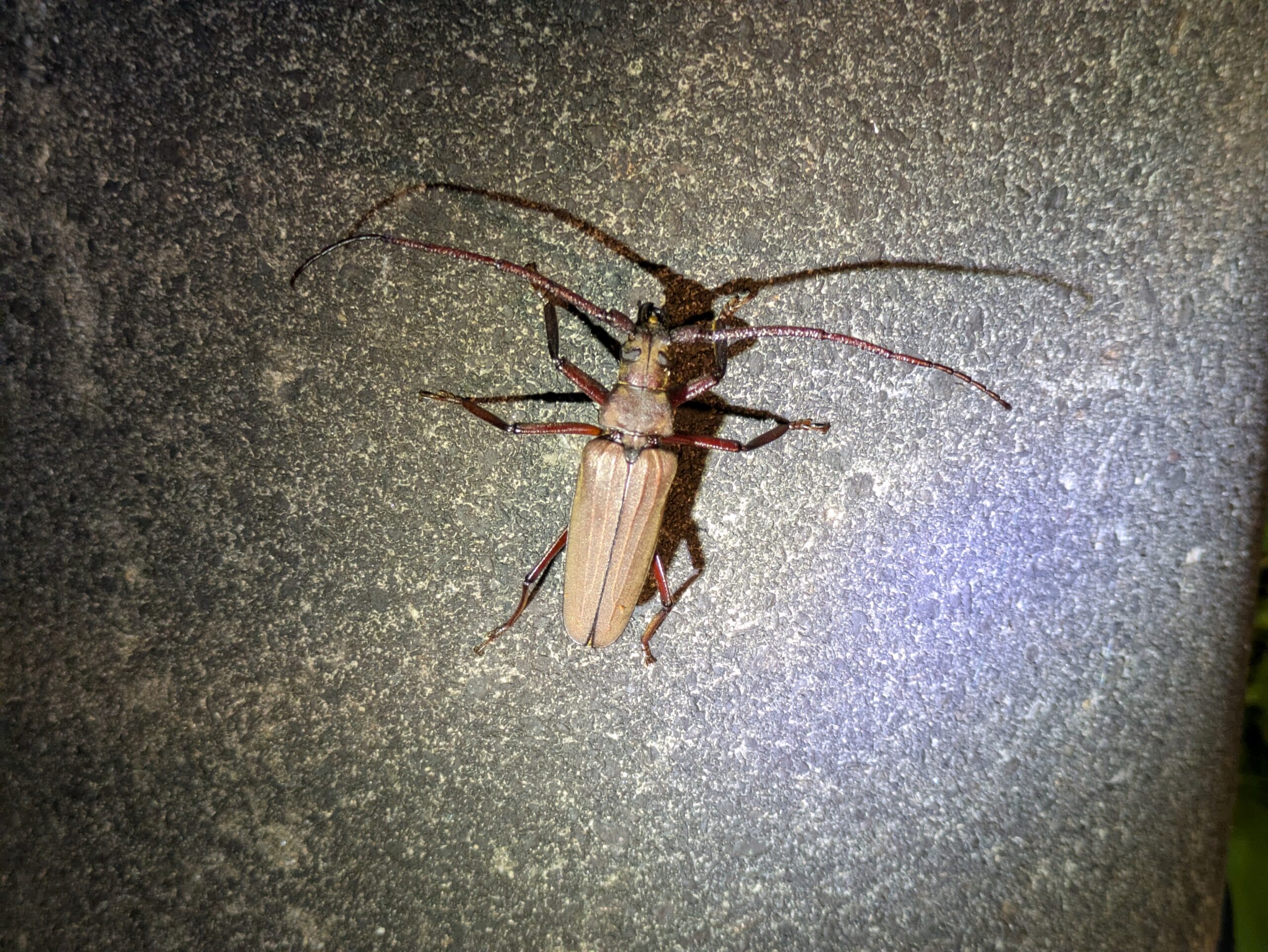 街灯の近くで見つけた大型のウスバカミキリ