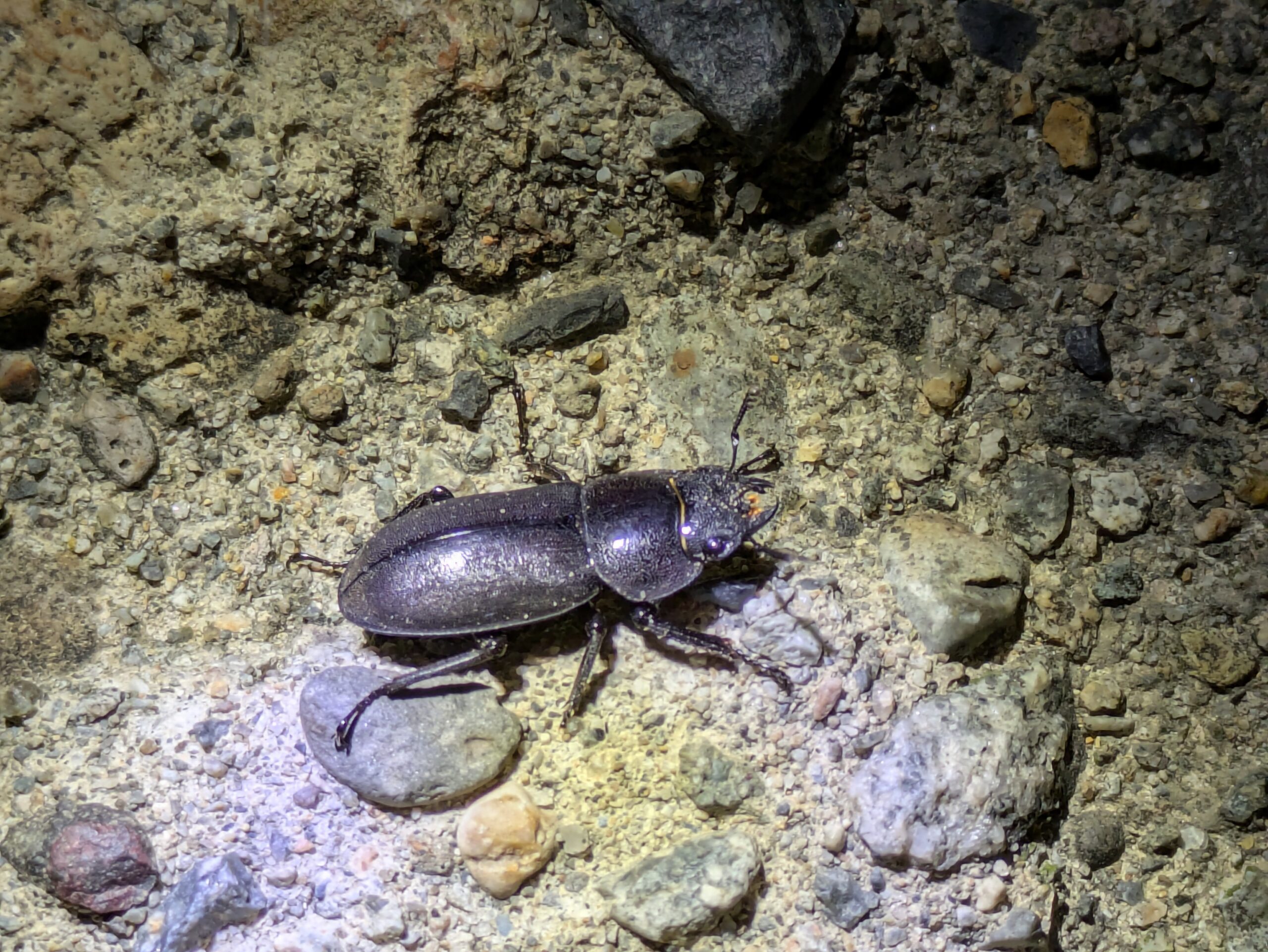 街灯付近で見つけたノコギリクワガタと思われるメス