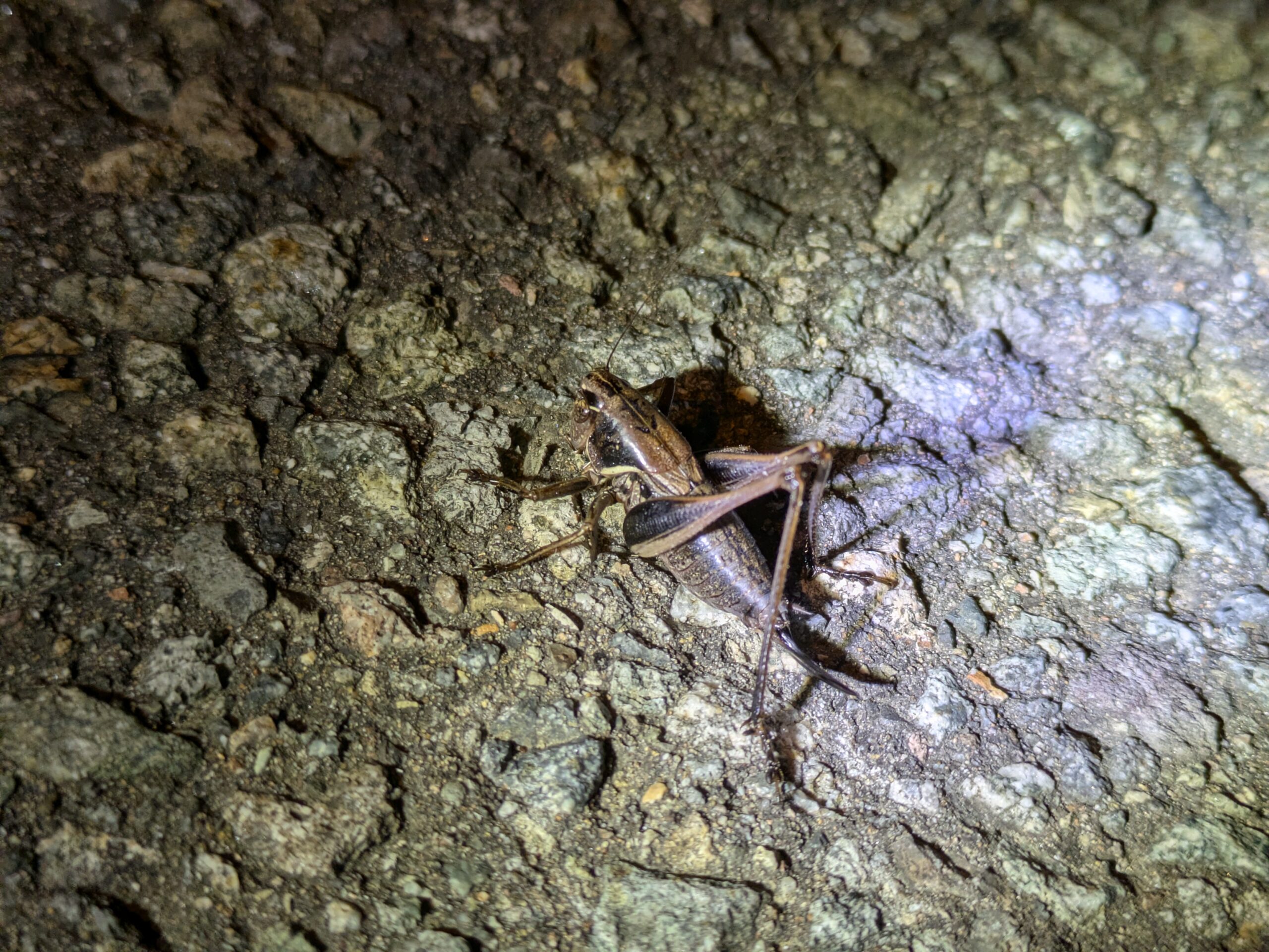 夜の地面で見つけた翅の短いコバネヒメギス