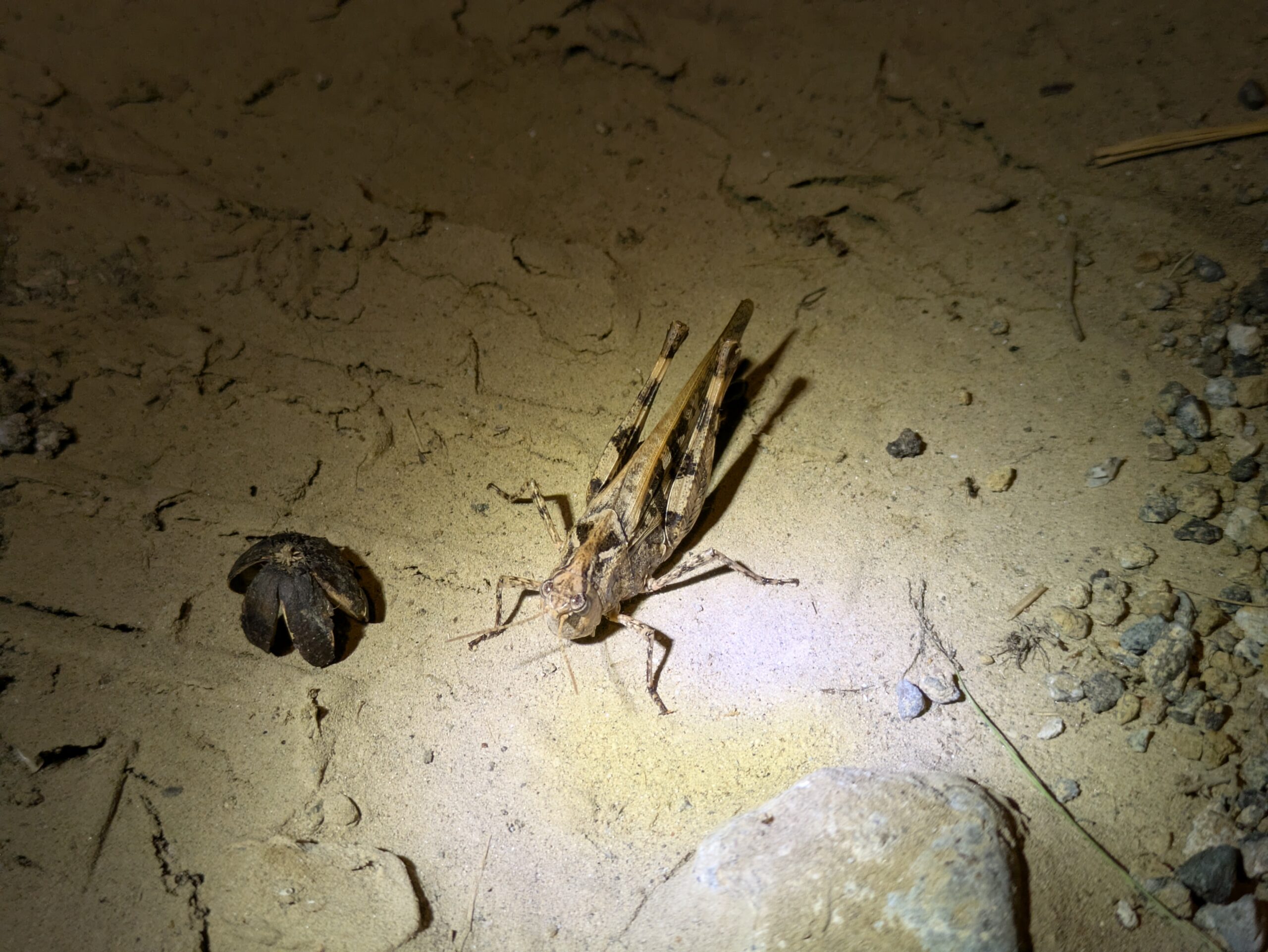 砂地で見つけたクルマバッタモドキ