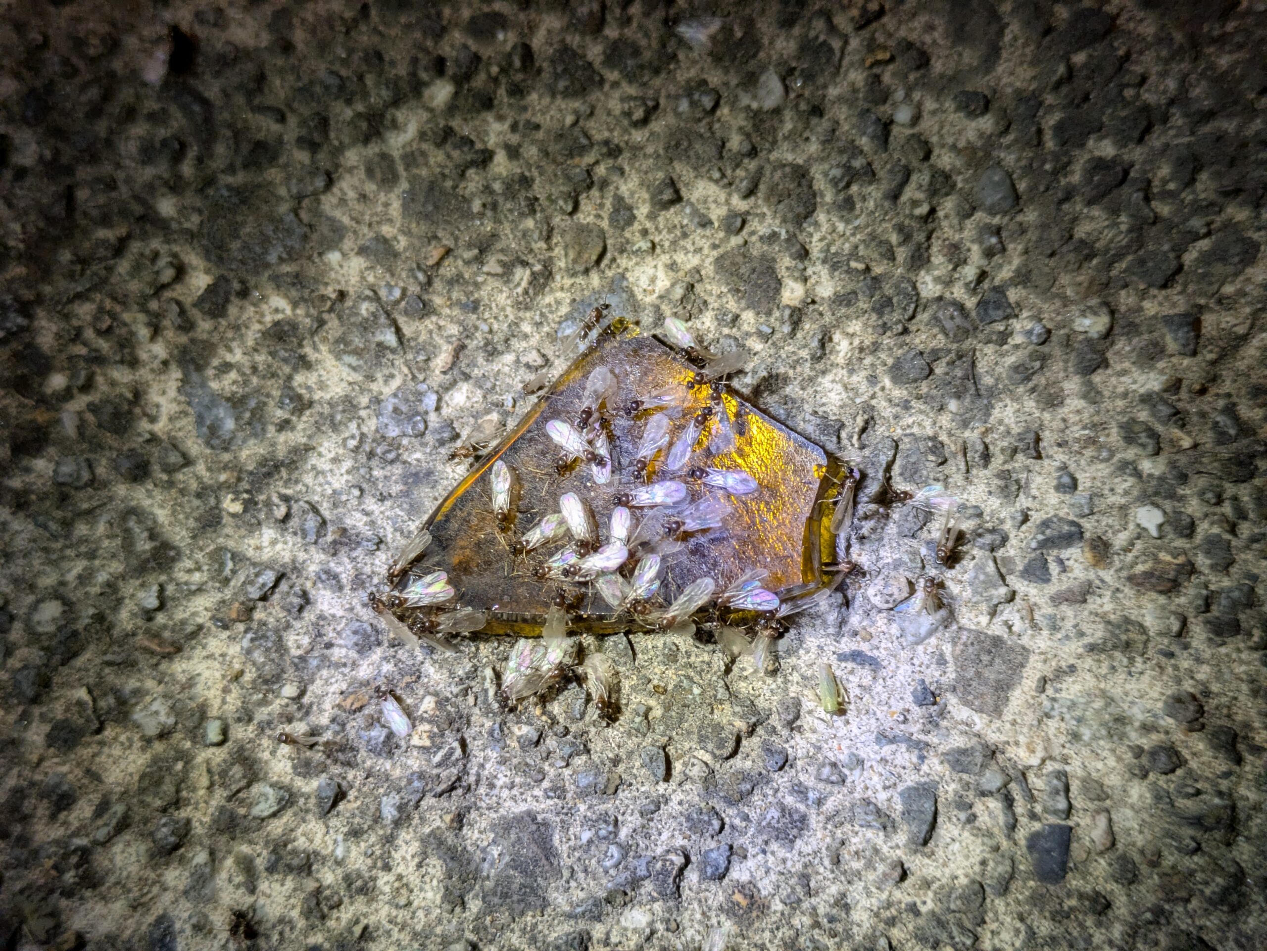 夜の道路に落ちたガラス片へ集まる多数の羽アリ