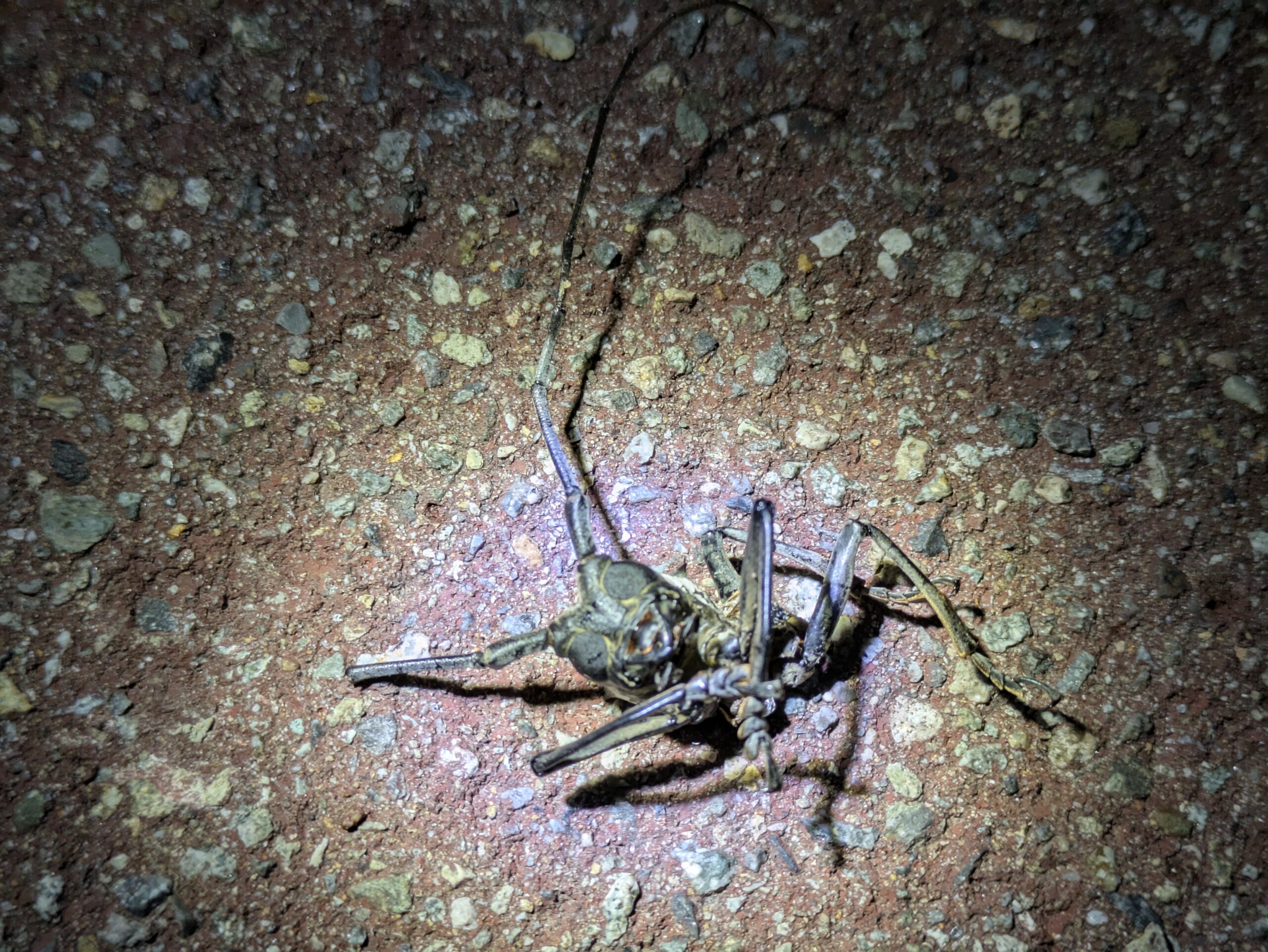 道路に残されていたシロスジカミキリの頭部と脚