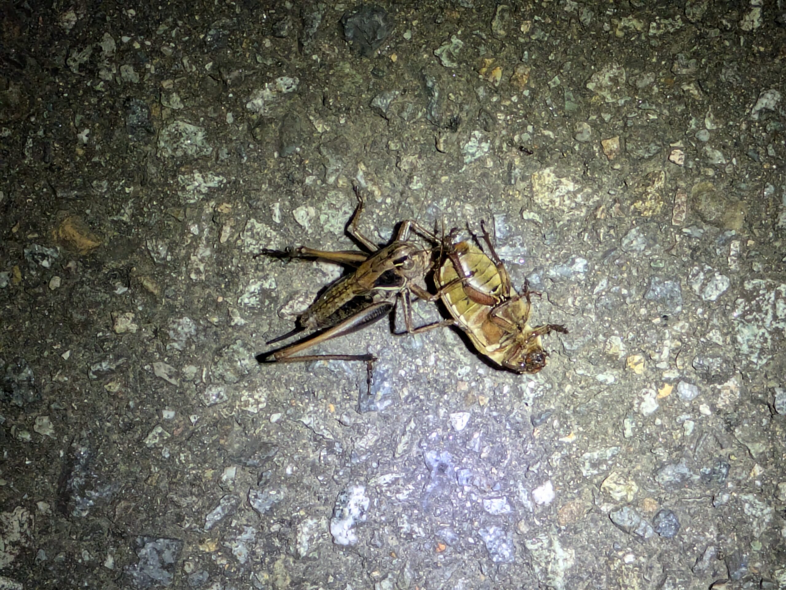 ひっくり返ったコガネムシを食べるコバネヒメギス