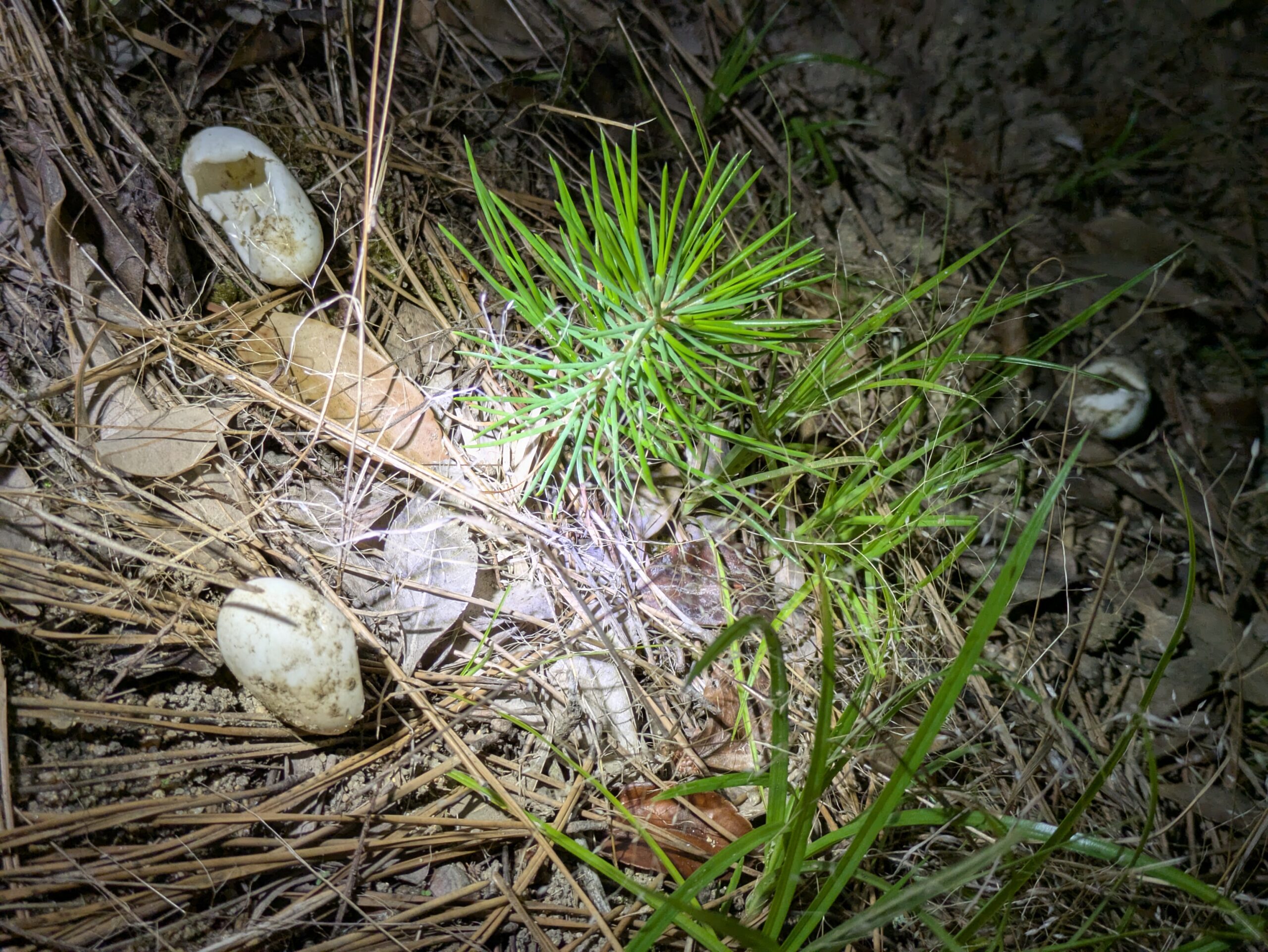 山間の地面に散らばっていた爬虫類らしき白い卵殻