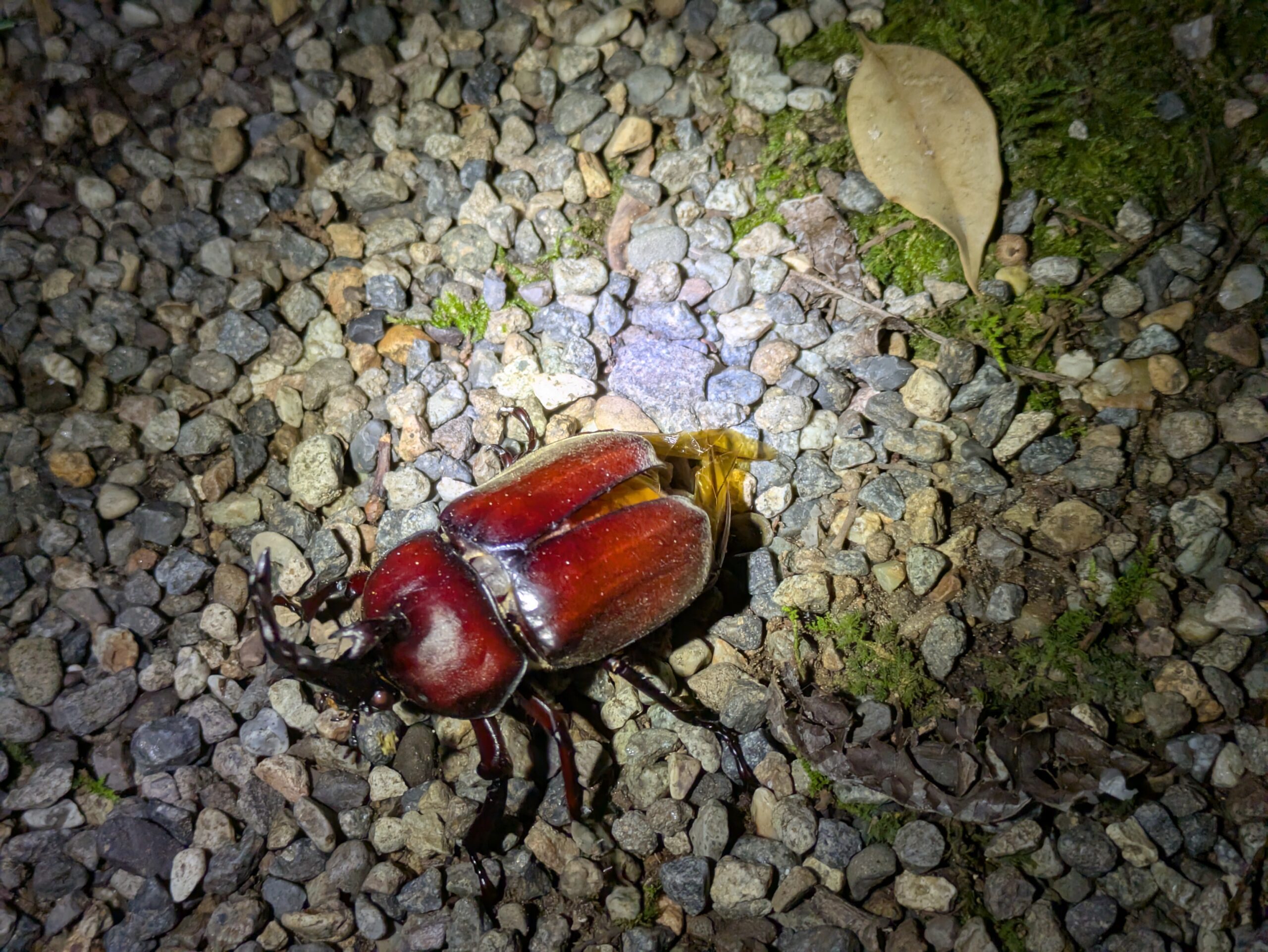 公園の木の近くへ飛んできて翅を広げたオスのカブトムシ
