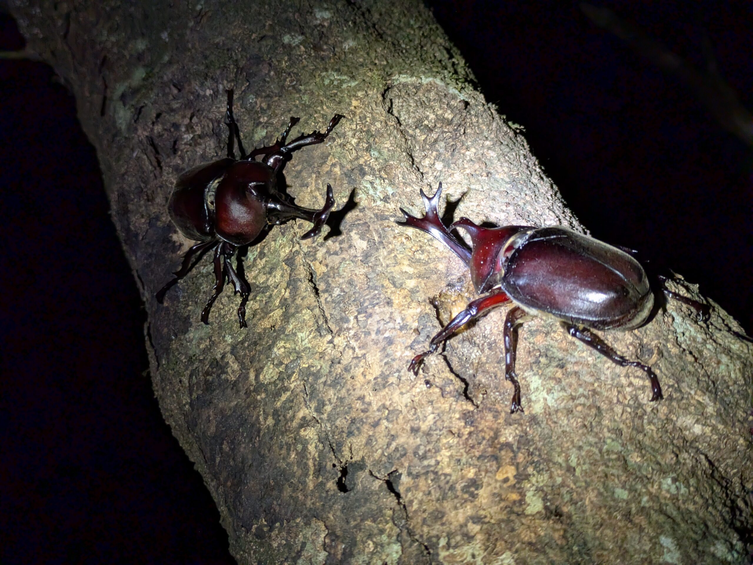 木の幹で向かい合う2匹のオスのカブトムシ