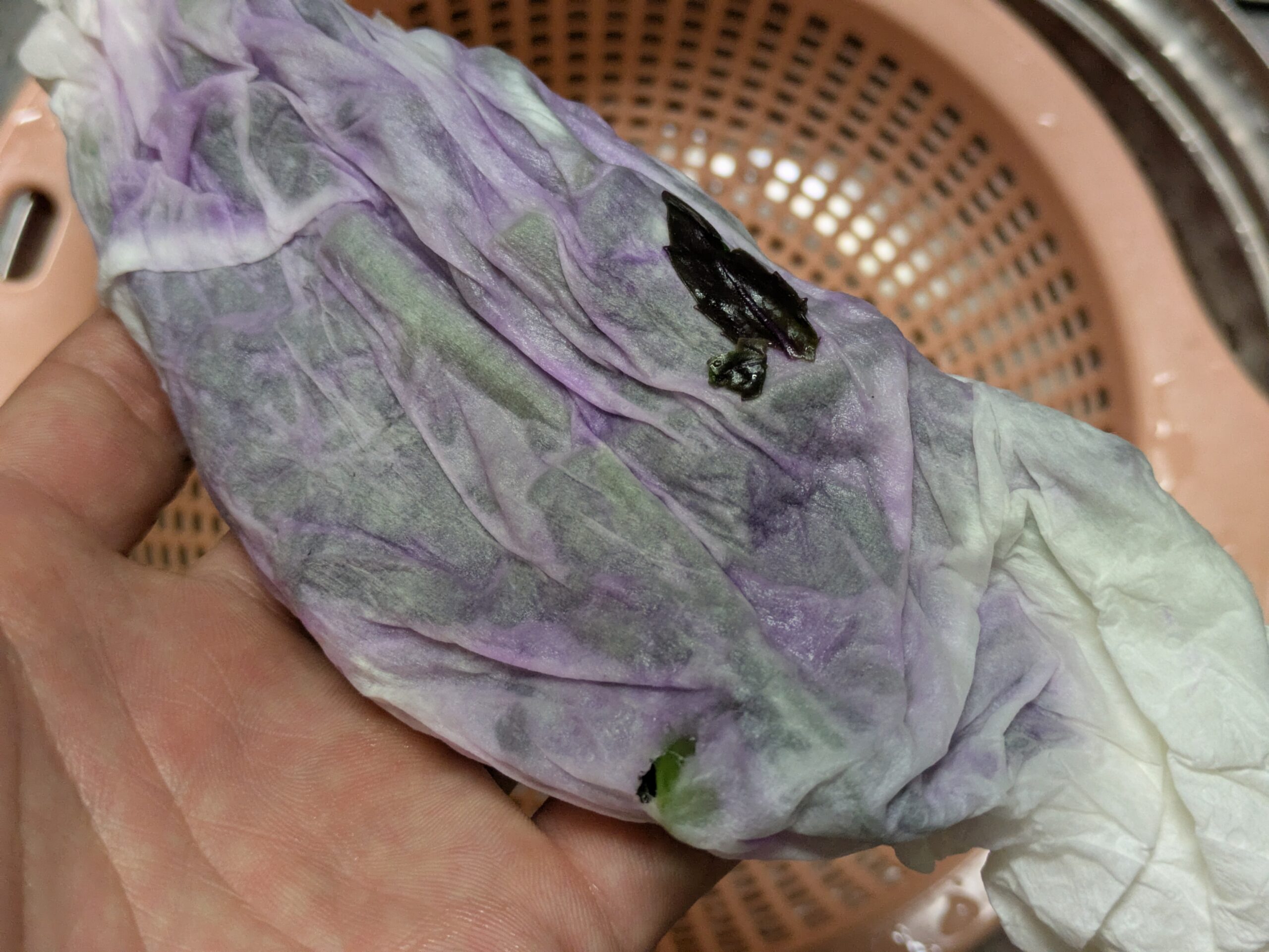 水気を絞った金時草の紫色
