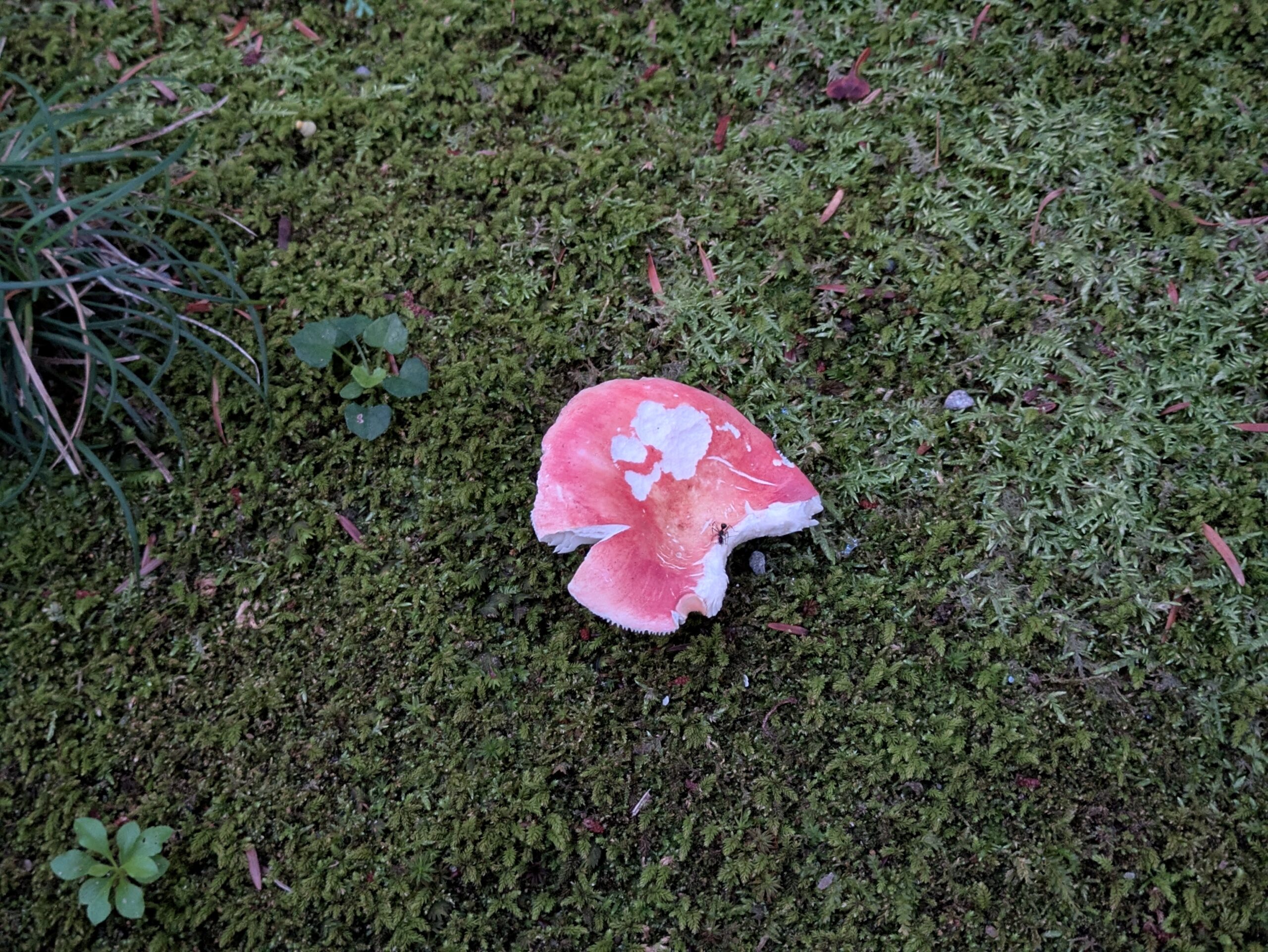 苔の上で傘を食べられた赤いベニタケの仲間