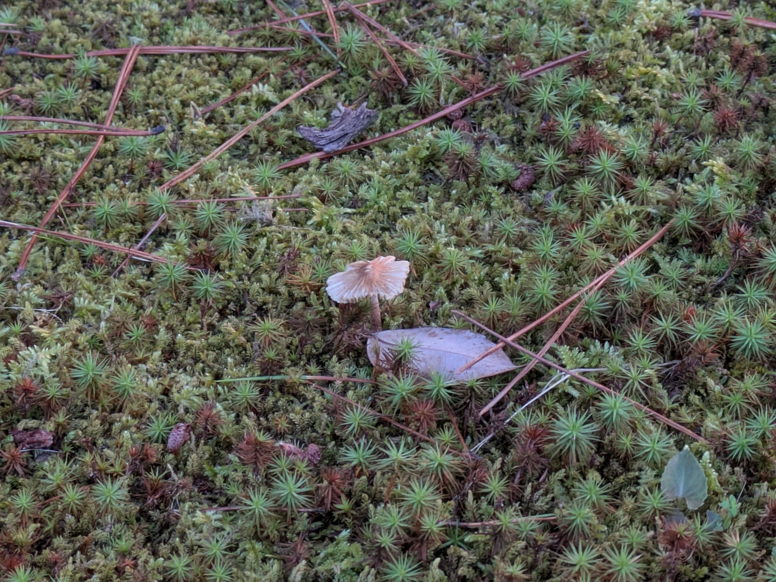 苔と松葉の間に生えた小さなサクラタケ