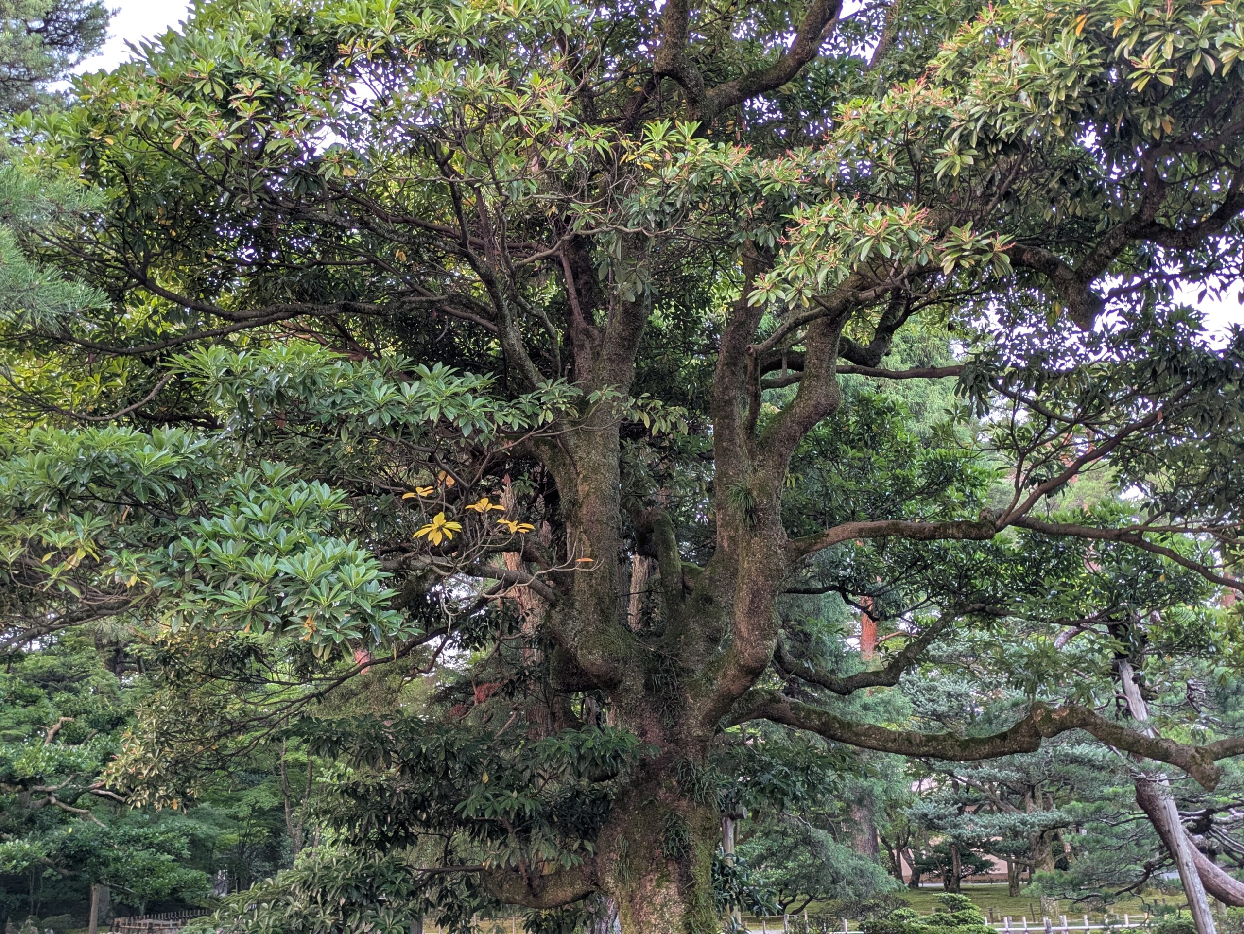 兼六園に立つ大きなタブノキ
