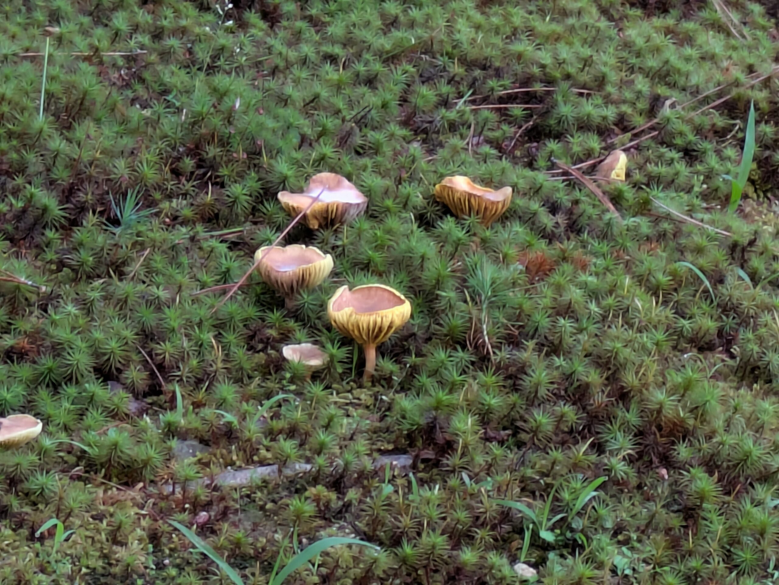 苔の中にまとまって生えたキヒダタケ