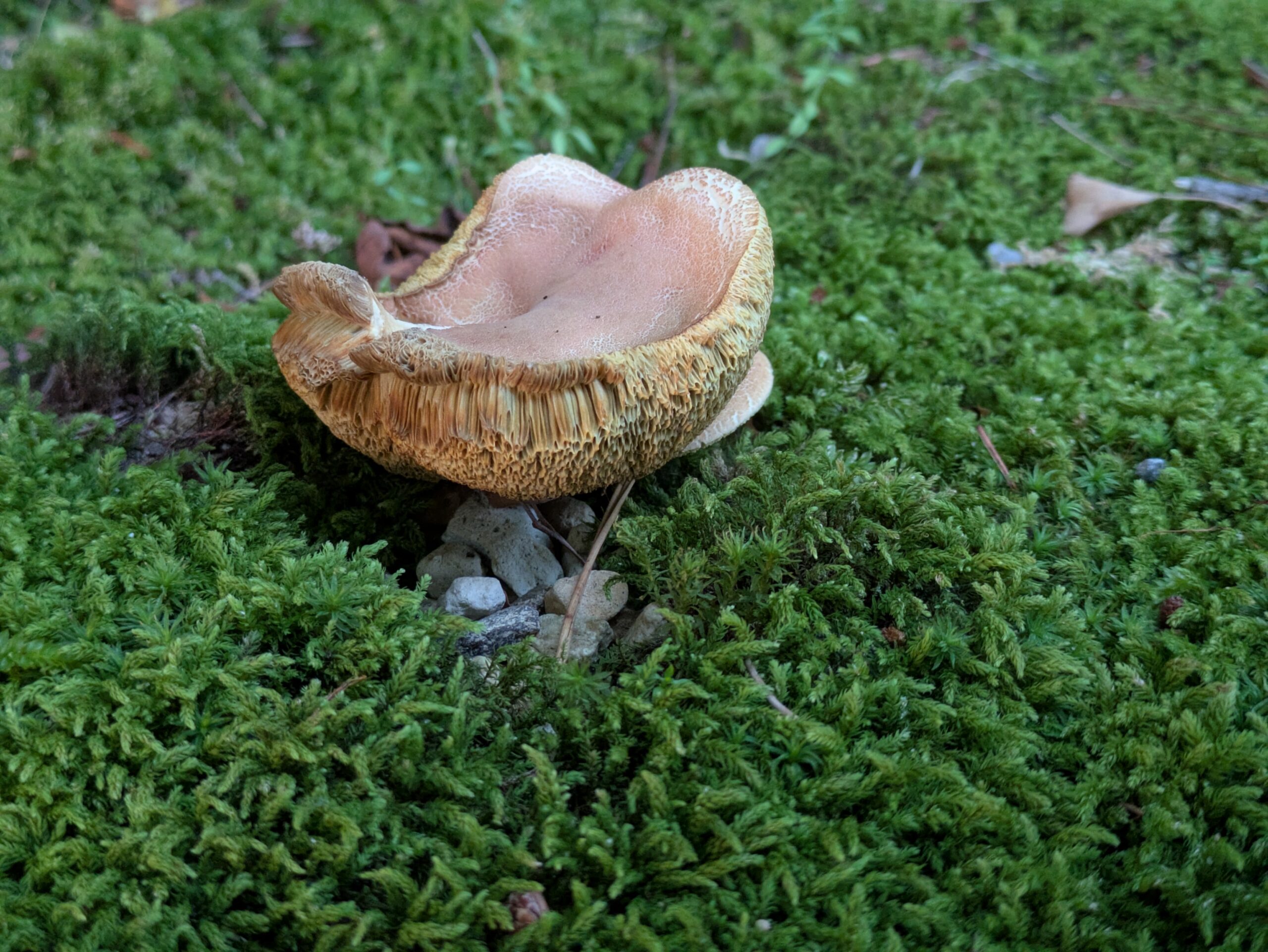 苔の上に生えた肉厚なアワタケと思われるキノコ