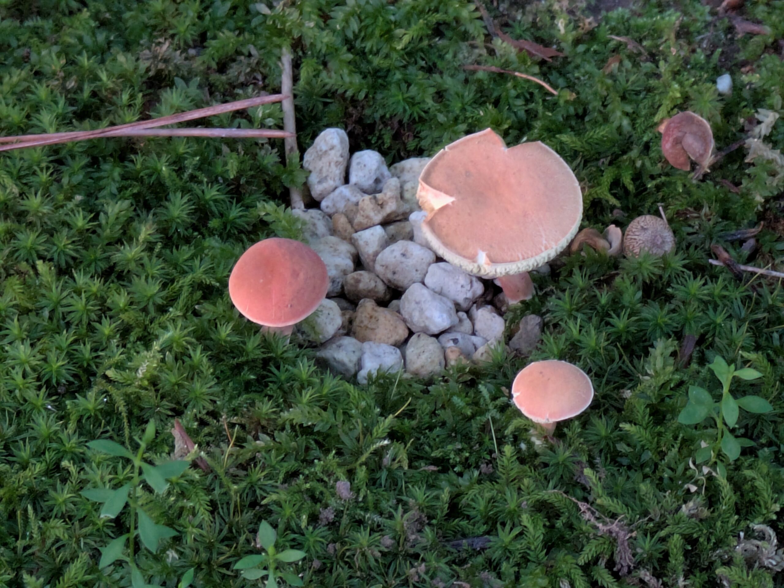8月の早朝に兼六園の緑色の苔から生えていた複数のキノコ
