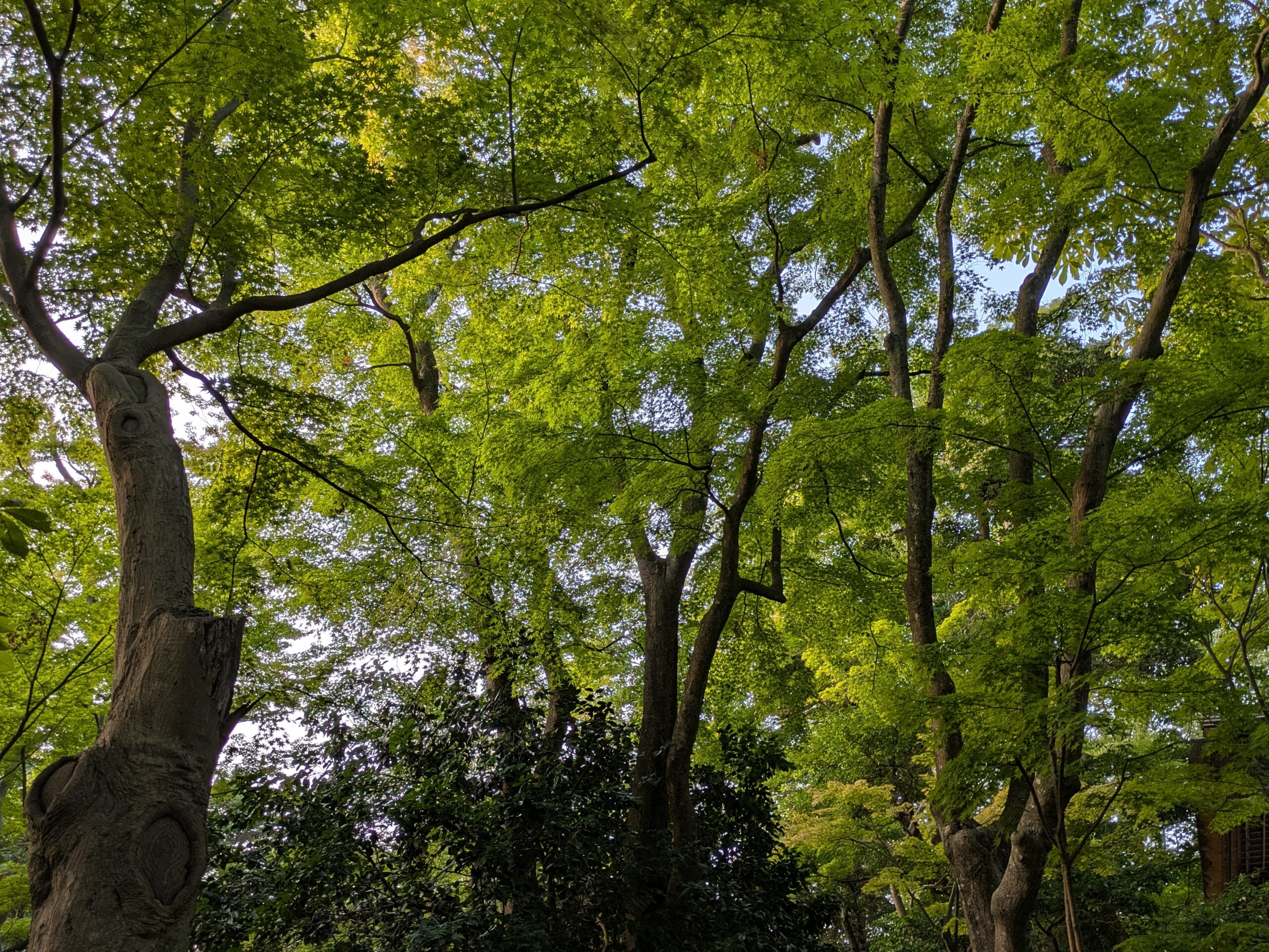 兼六園の頭上を覆う夏の緑の葉