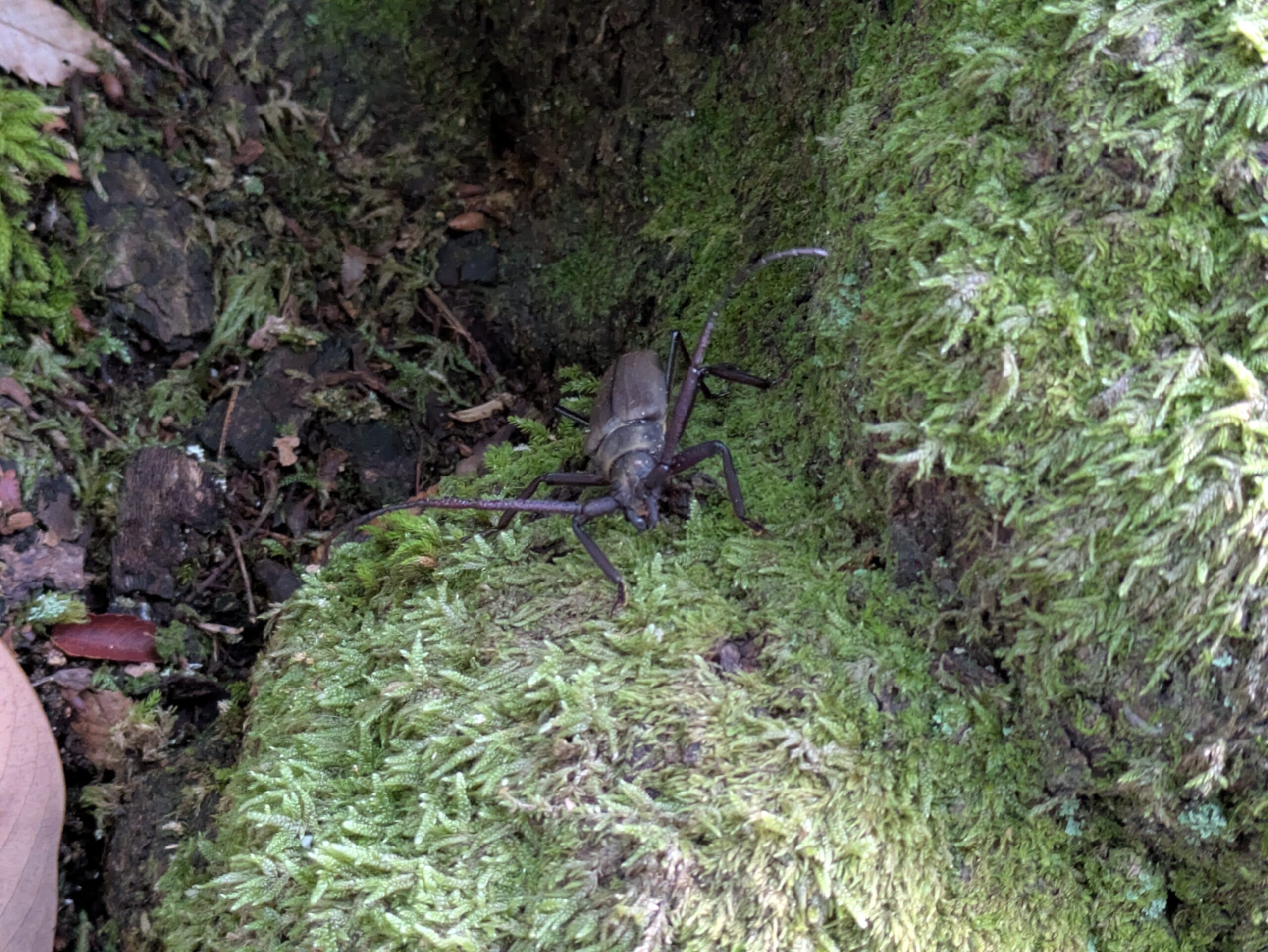 苔に覆われた木の根元にいるウスバカミキリ