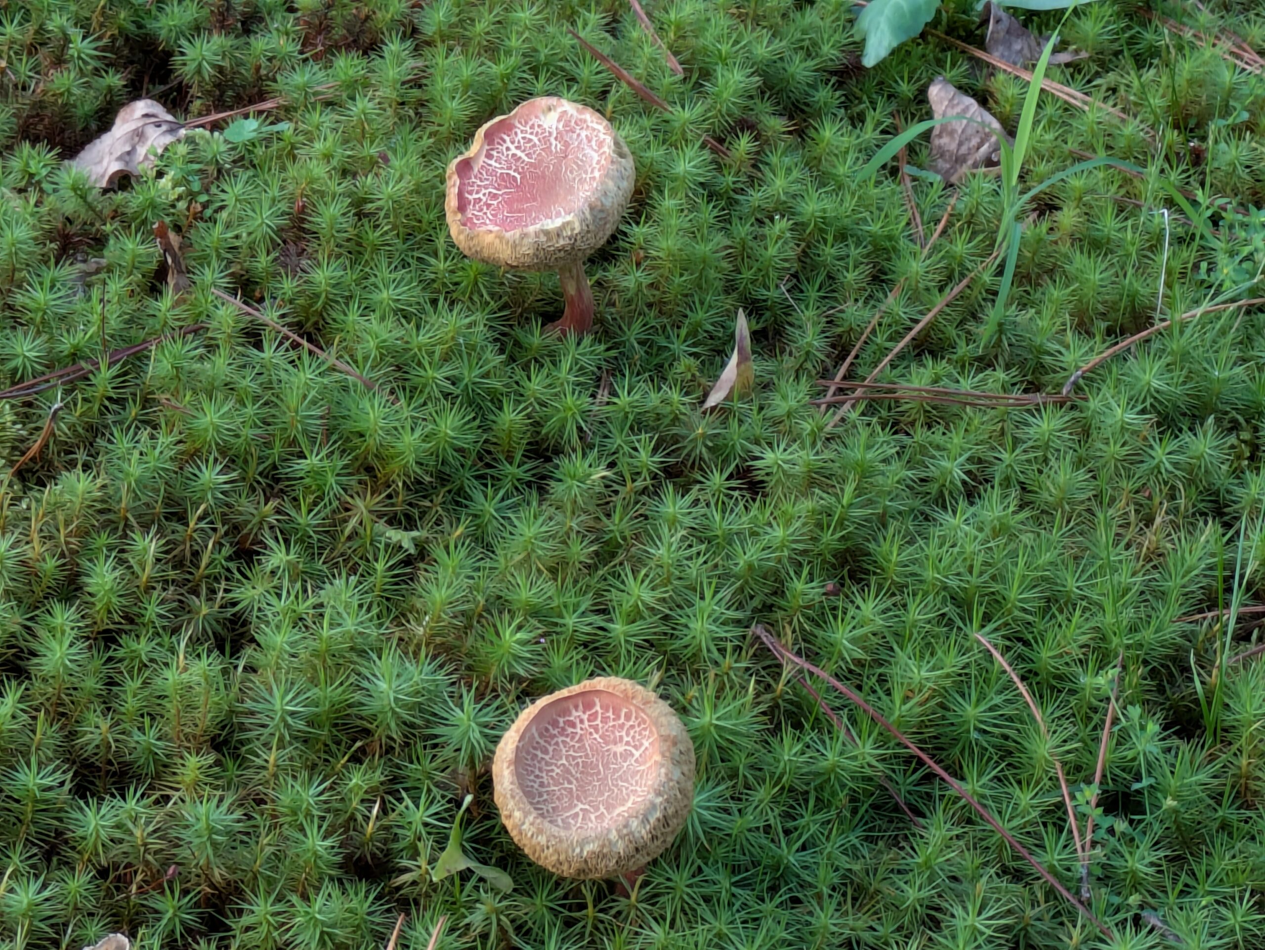 苔の間に生えたアワタケと思われるキノコ