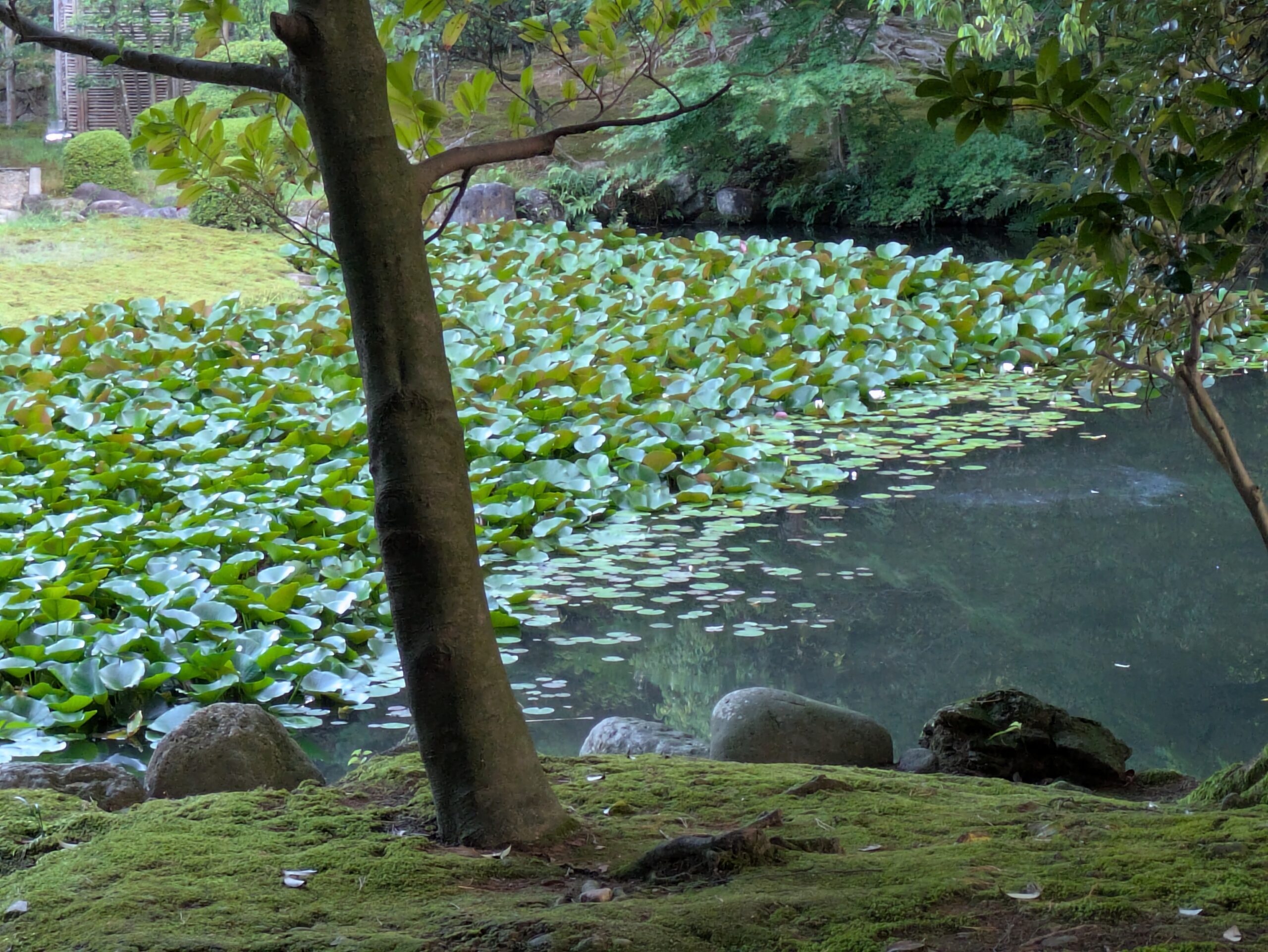 8月の兼六園の池いっぱいに広がるスイレン