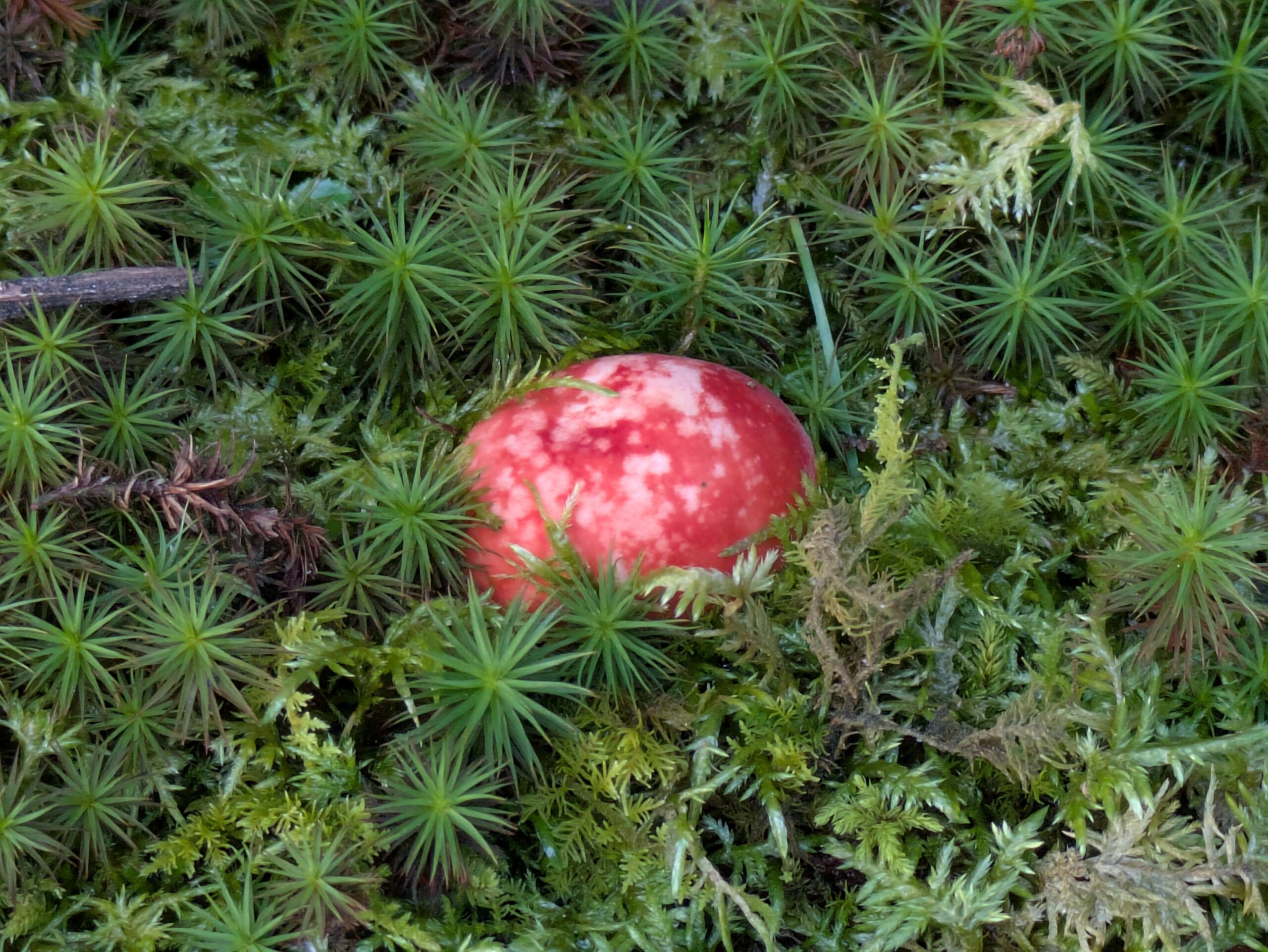 苔の中から出てきた赤いベニタケの幼菌