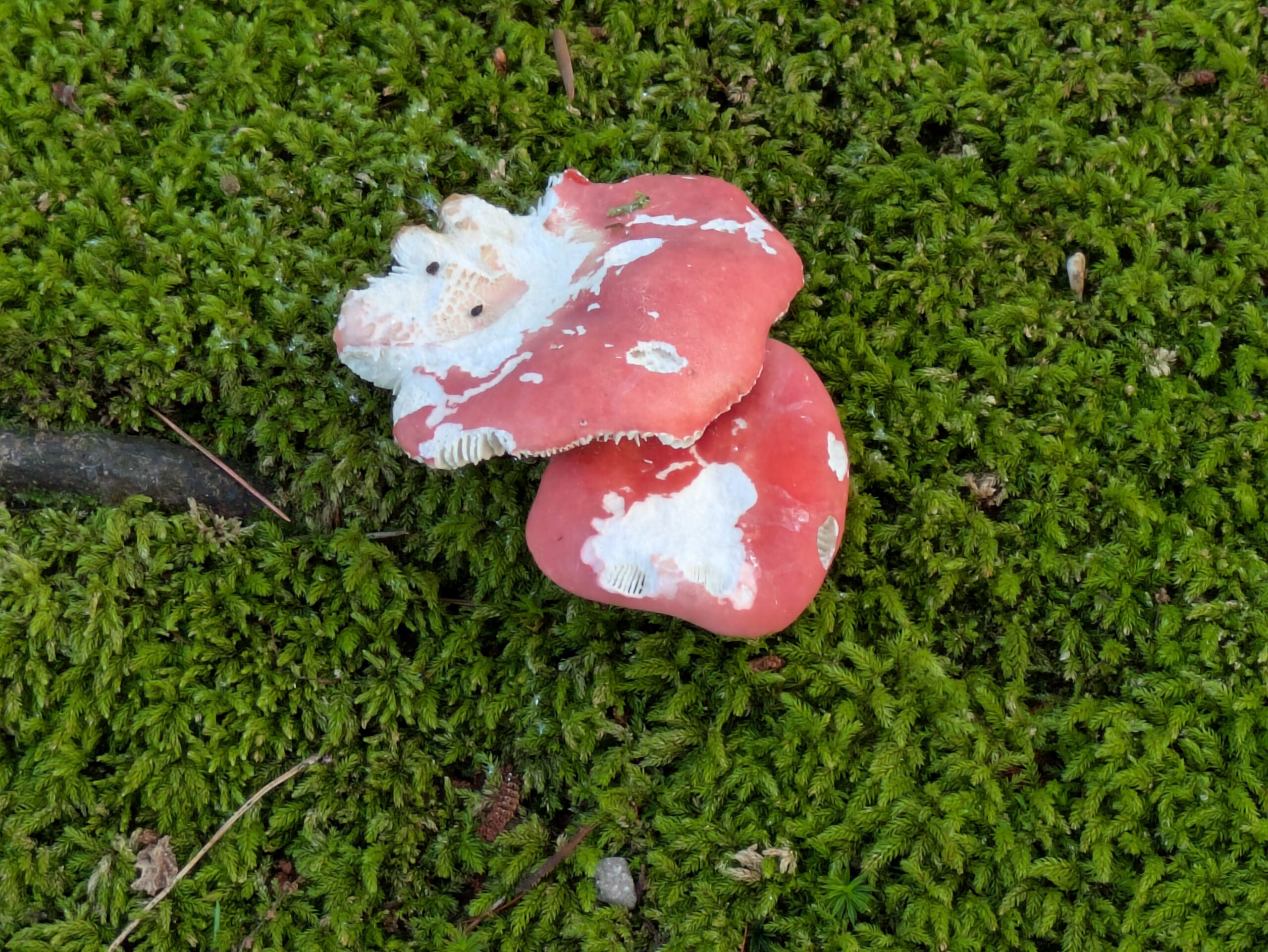 虫やナメクジに食べられたベニタケの仲間