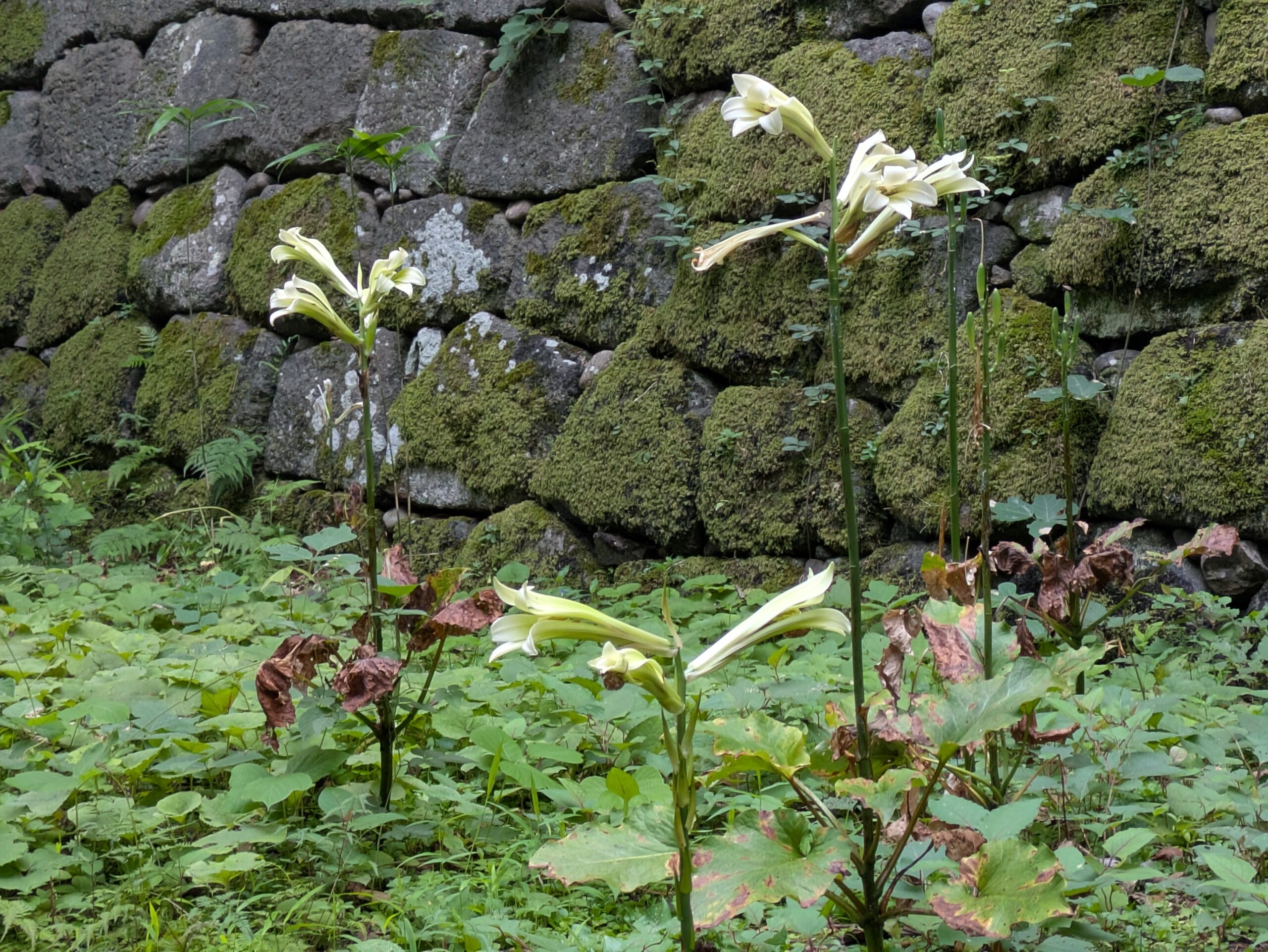 金沢城公園の石垣前に咲くオオウバユリ
