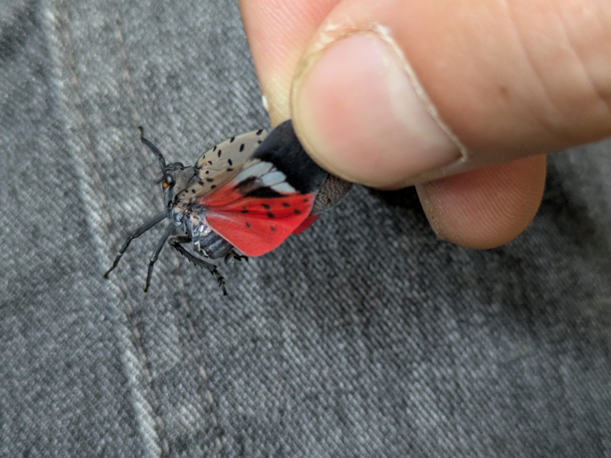 捕まえたシタベニハゴロモの赤い後翅