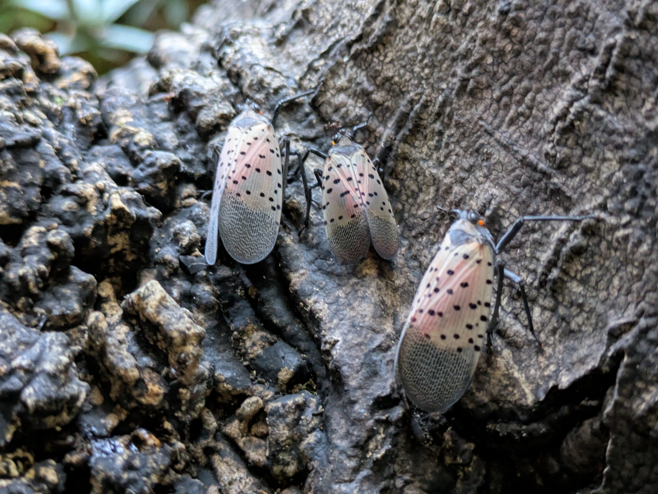 金沢城公園のニワウルシで見つけたシタベニハゴロモの成虫