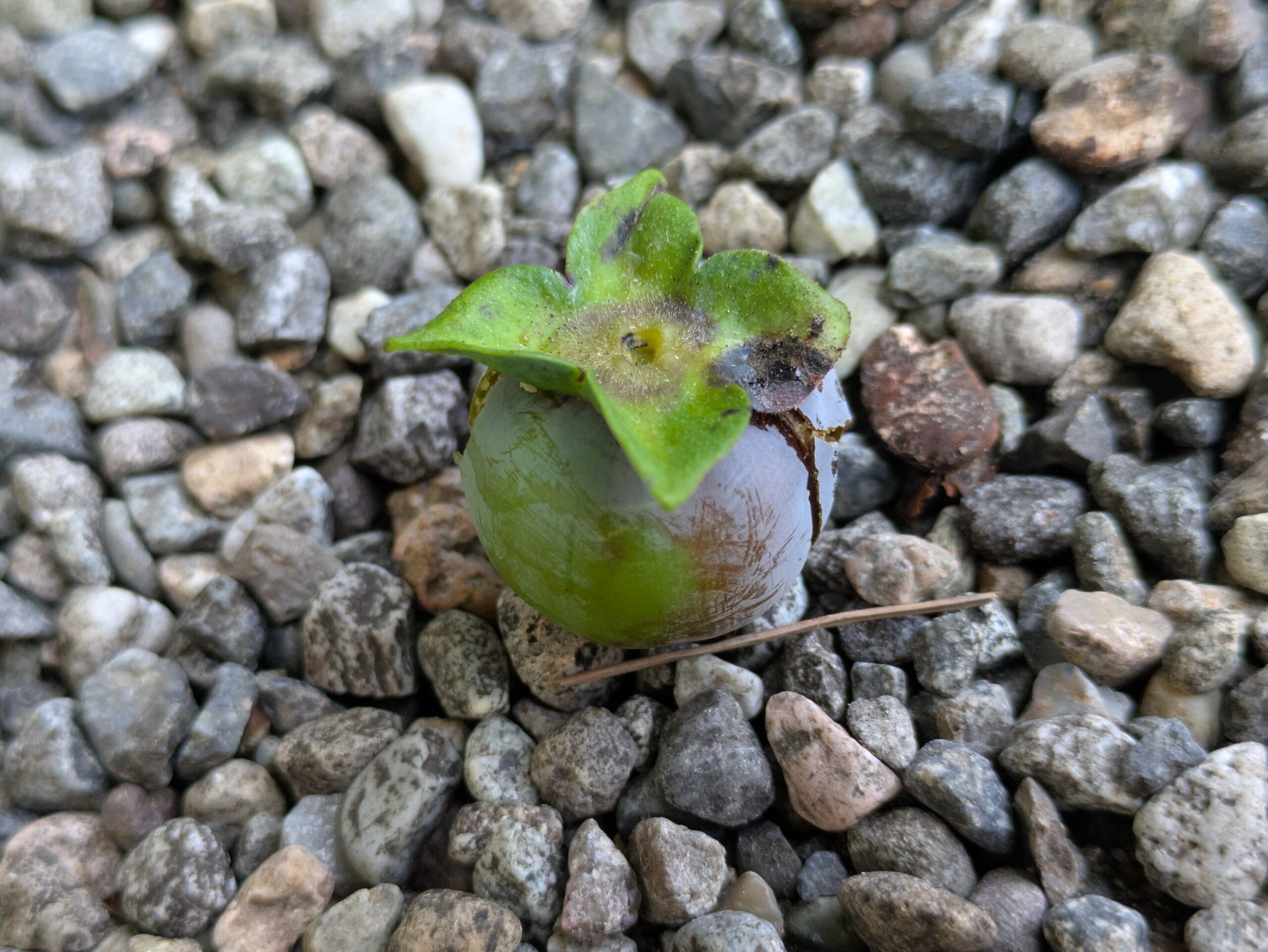 地面に落ちていた青いマメガキの実