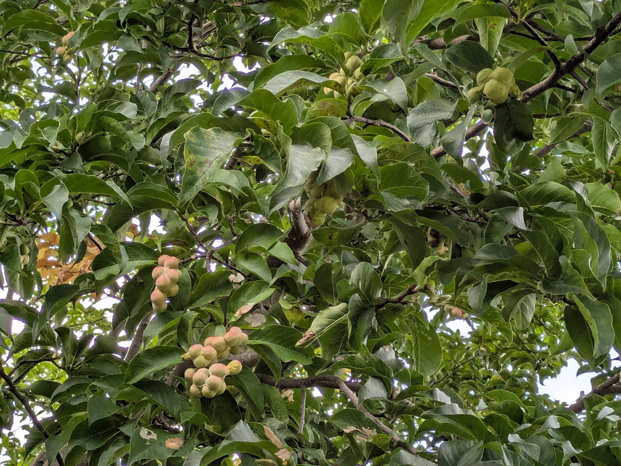 大乗寺丘陵公園のコブシの青い実