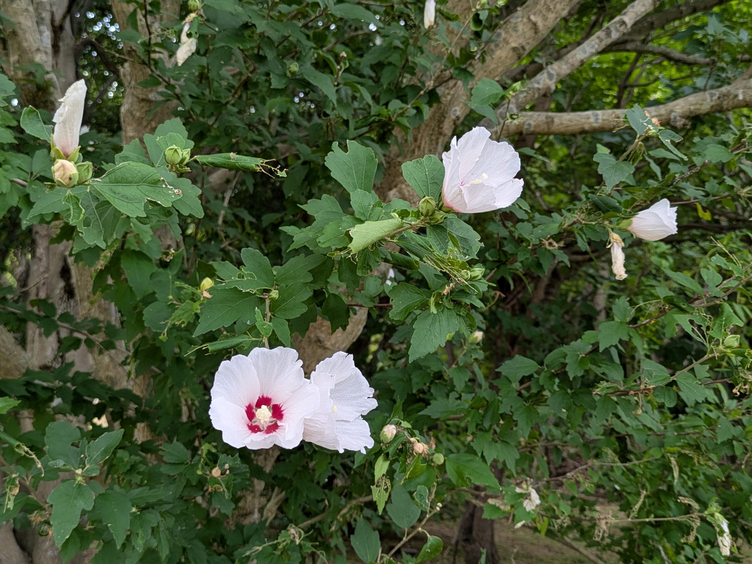 大乗寺丘陵公園に咲くムクゲの花