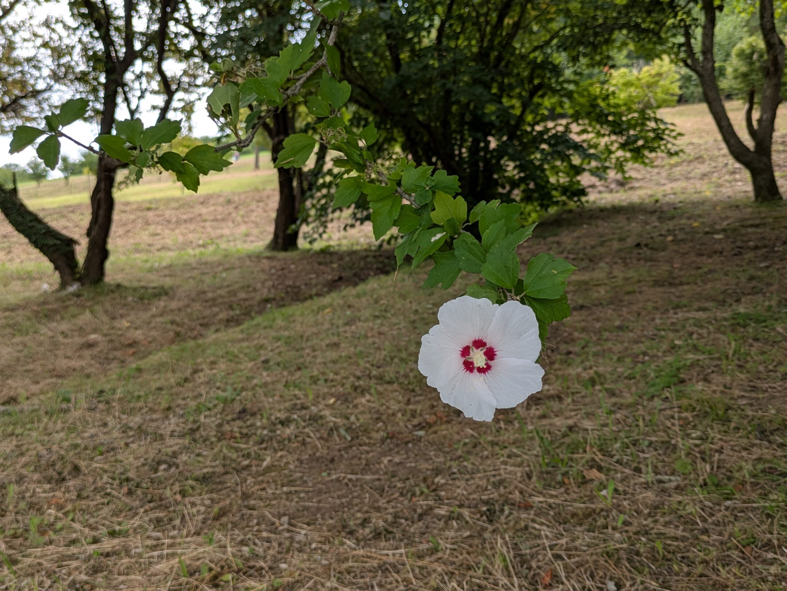 8月の大乗寺丘陵公園で咲いていた白いムクゲ