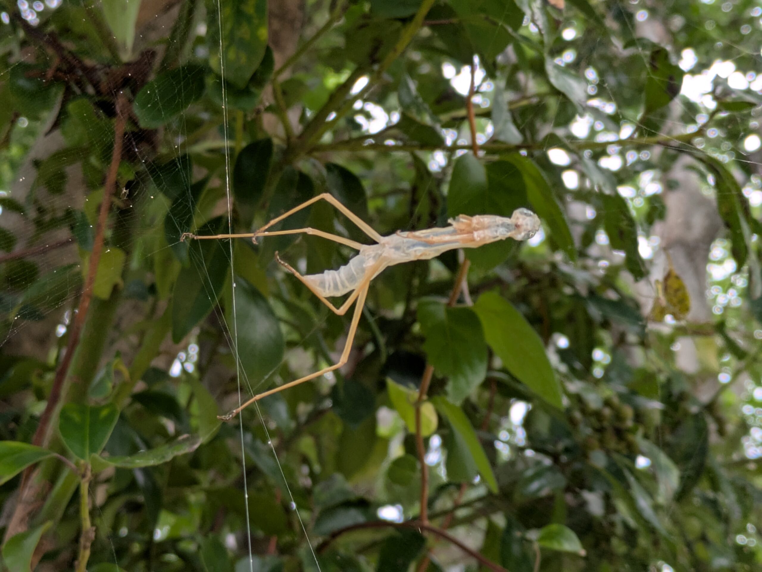 クモの巣に引っかかったカマキリの抜け殻
