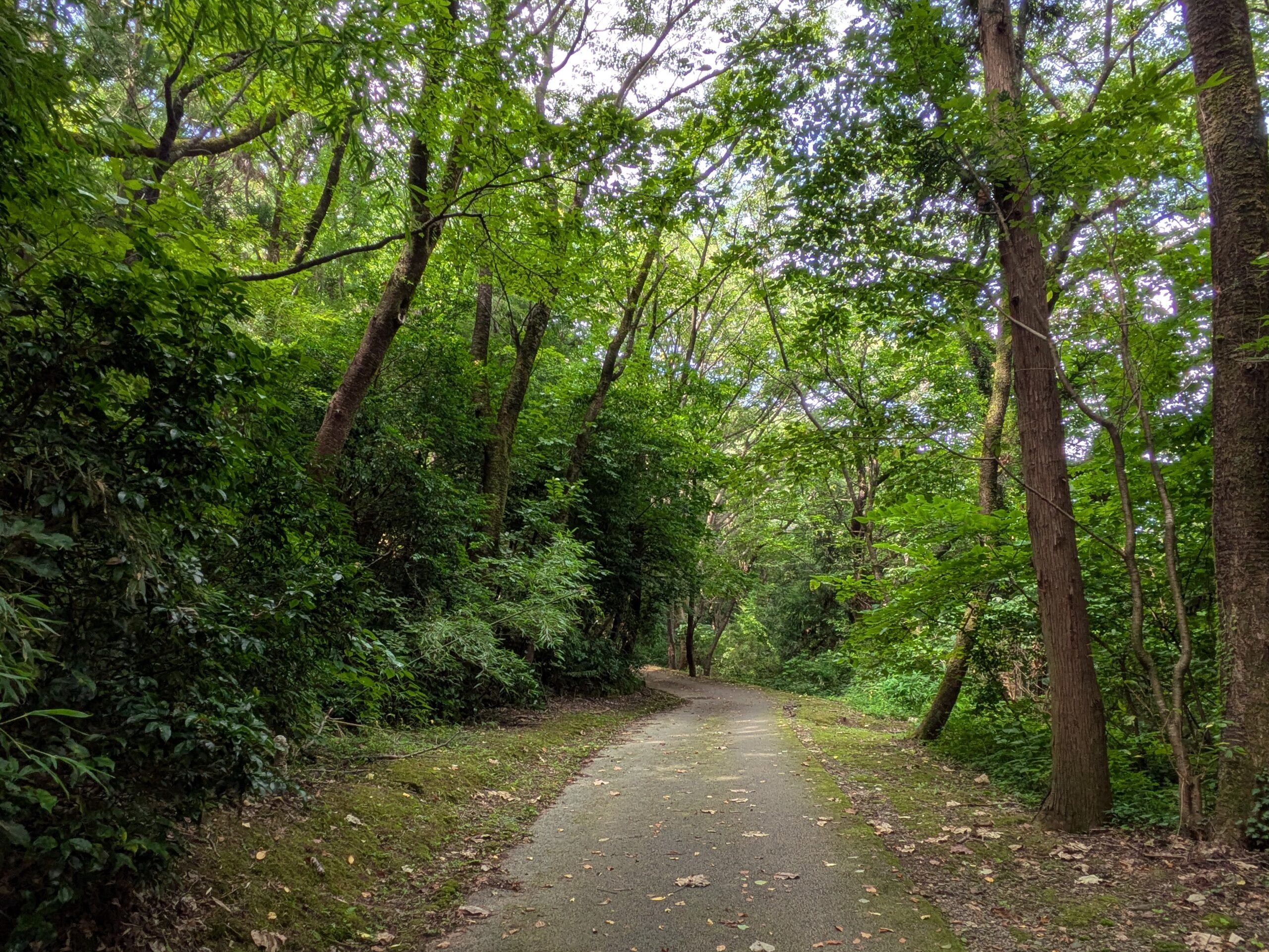 大乗寺丘陵公園の木々に囲まれた藪道