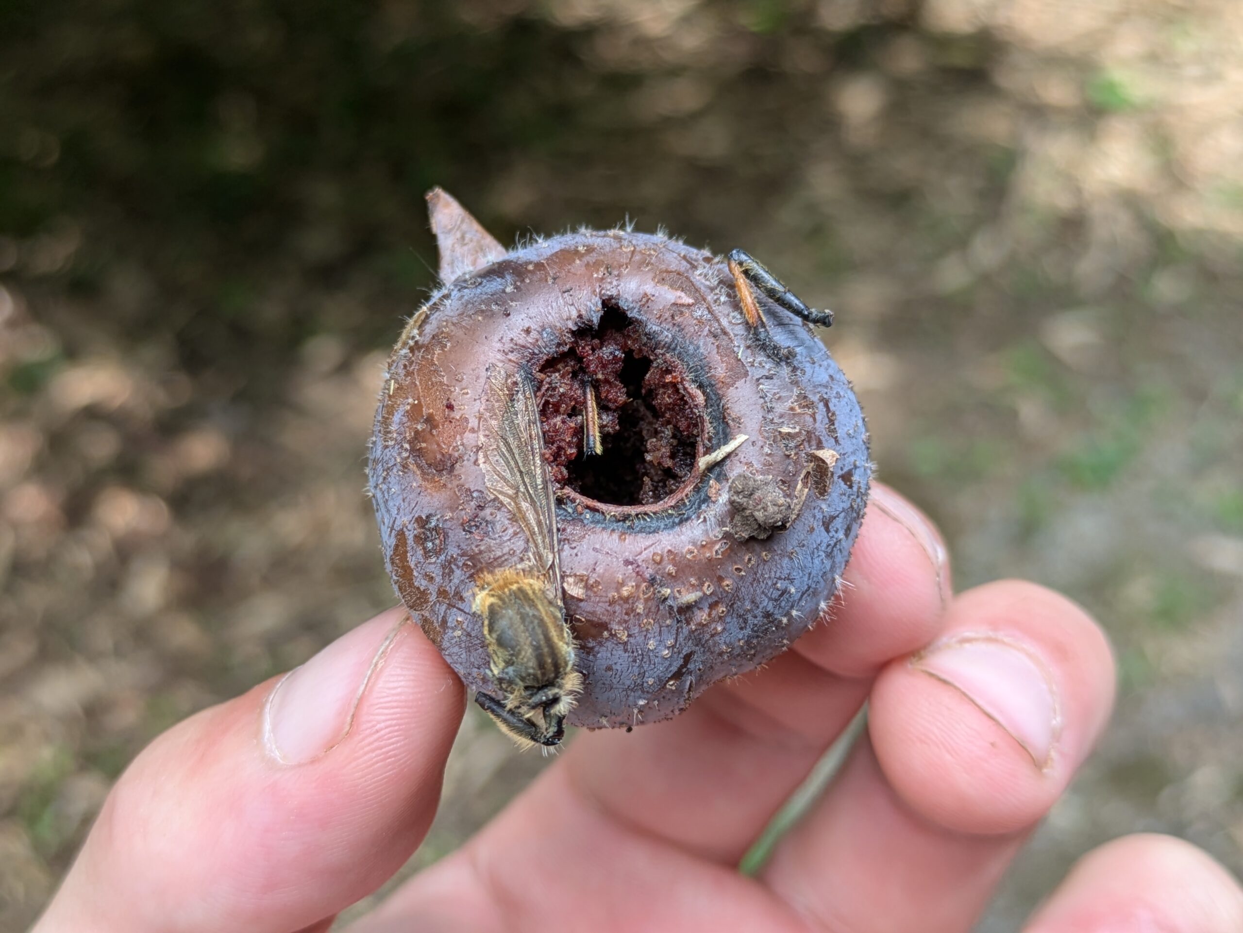 地面に落ちていた朽ちたカキの実