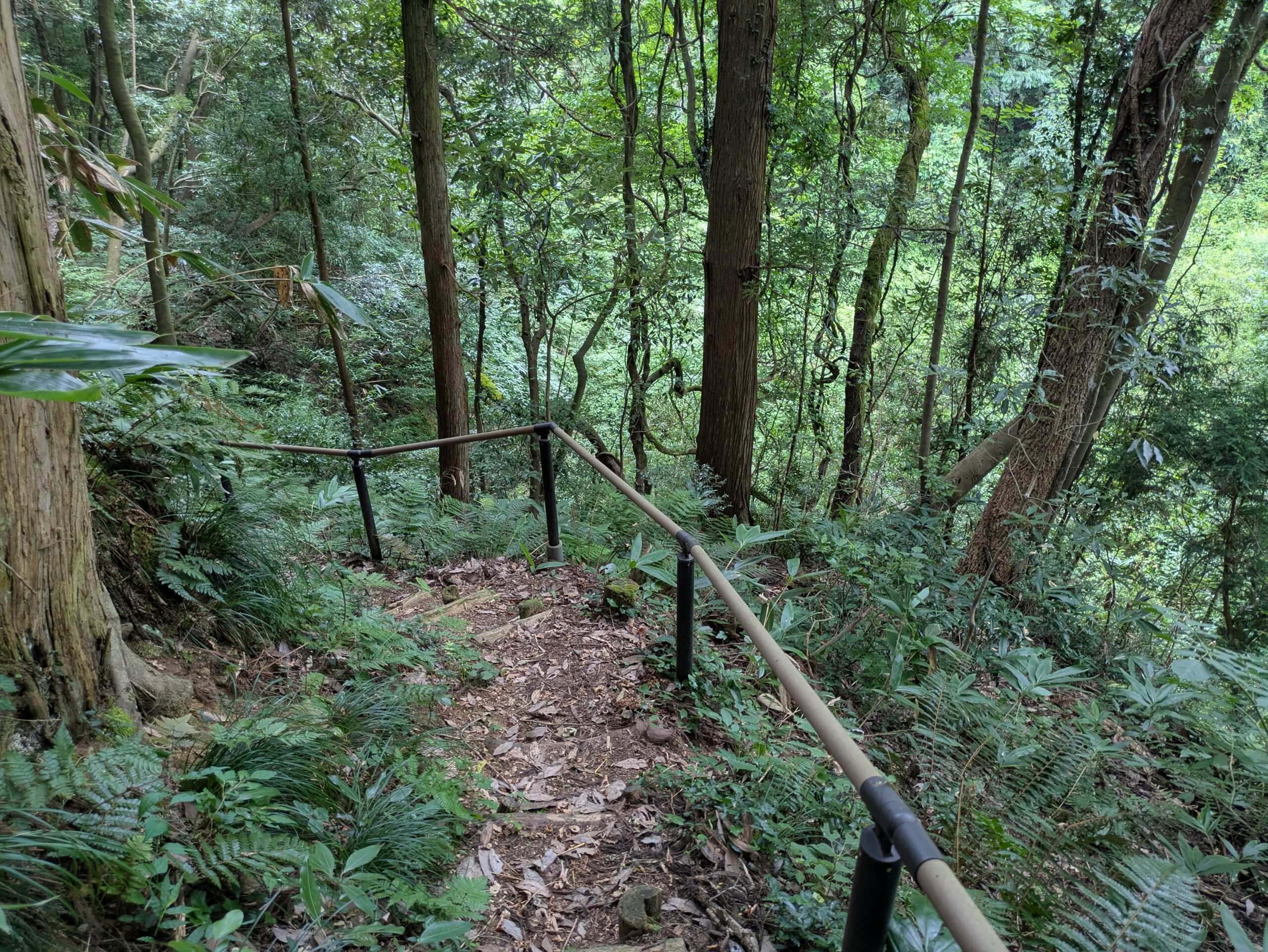 トンボサンクチュアリーへ続く夕日寺健民自然園の山道