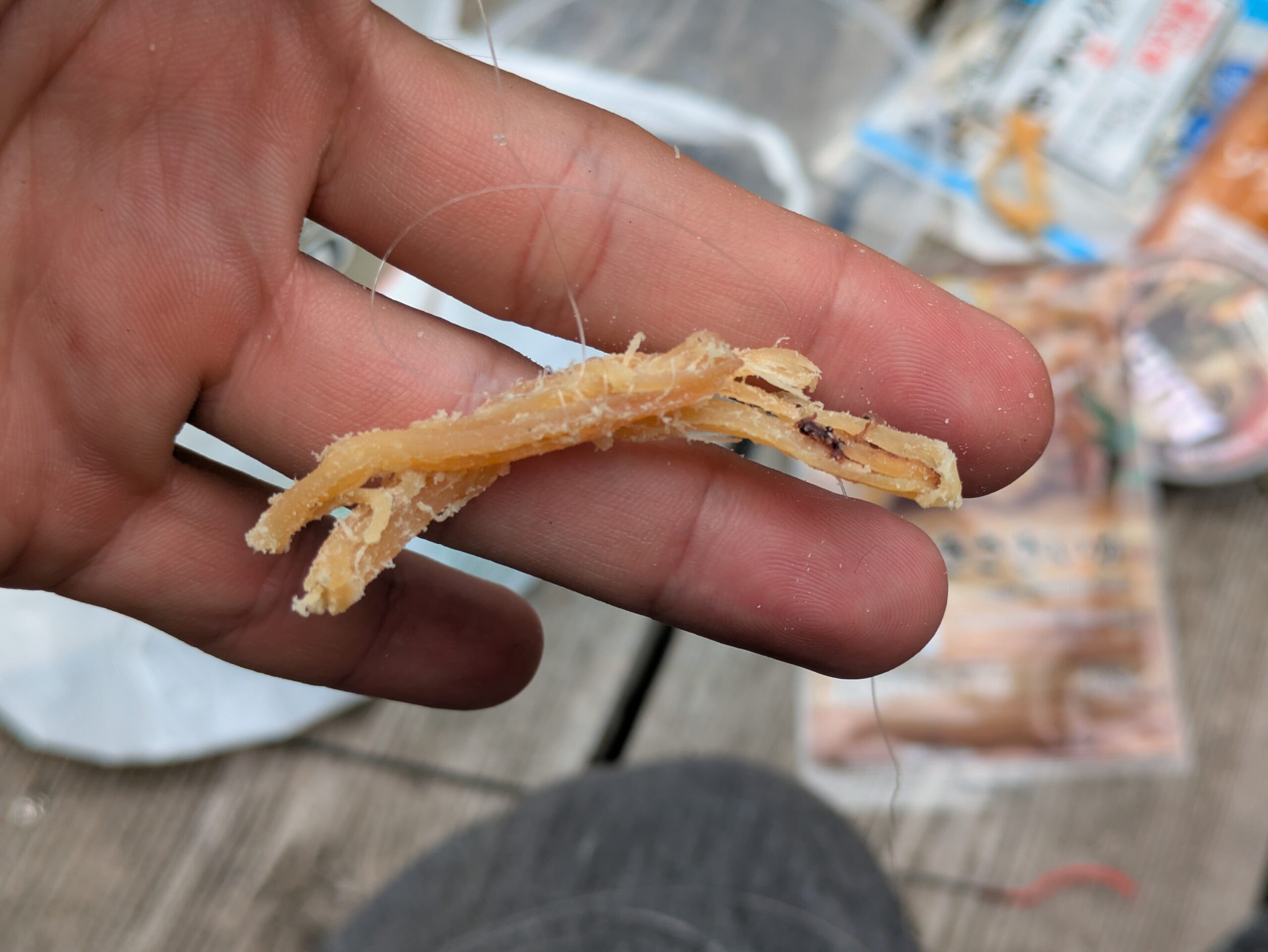 ザリガニ釣りの餌に使った皮付きさきいか