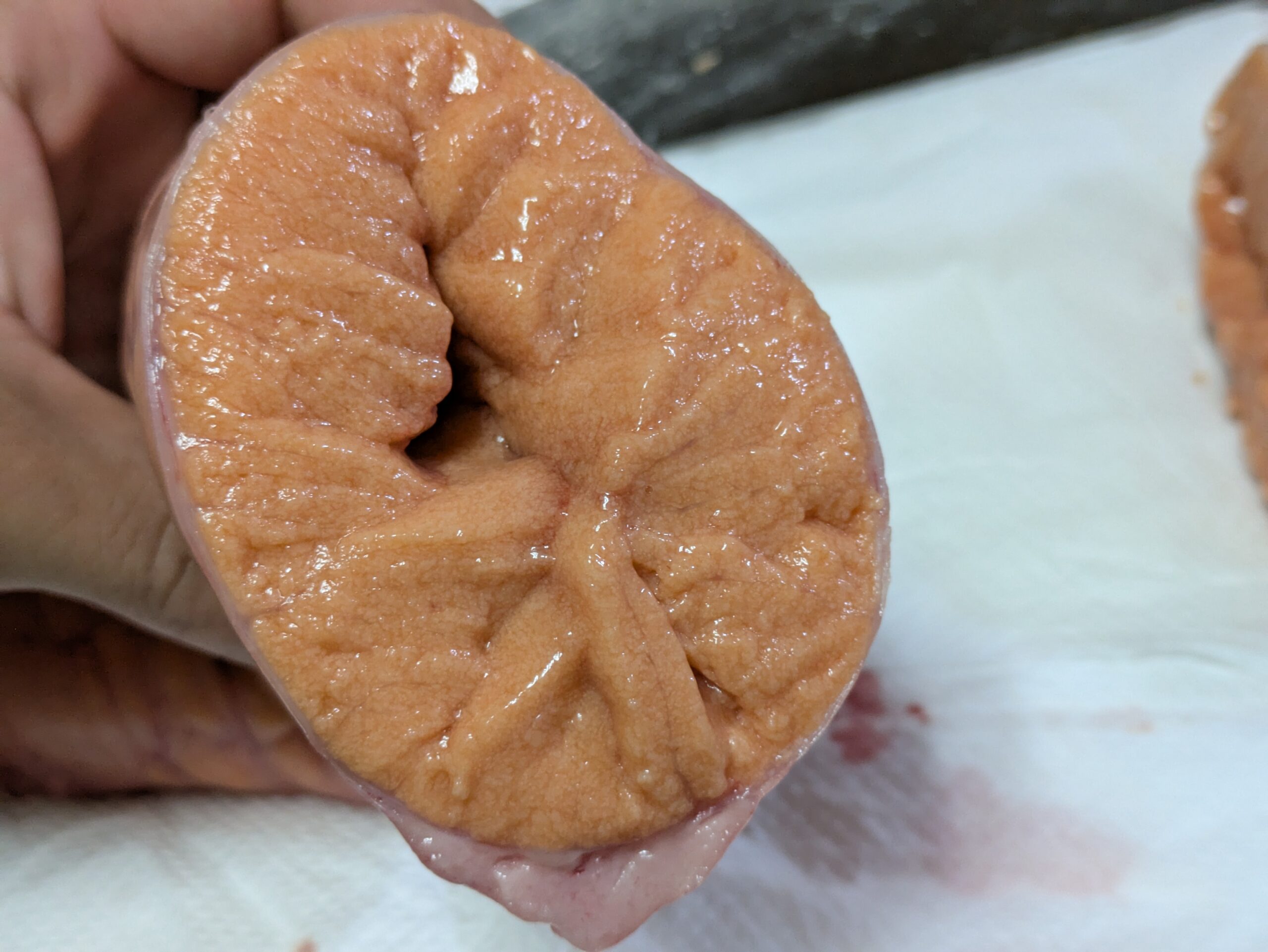 マグロの卵を切った断面