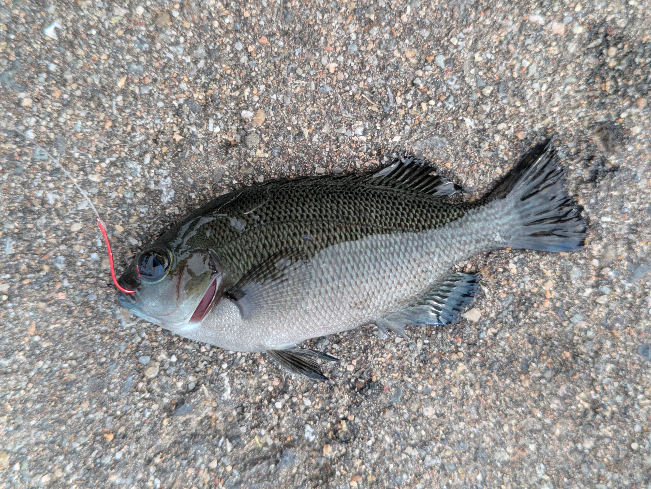 内灘の放水路で釣れたグレ（メジナ）の幼魚
