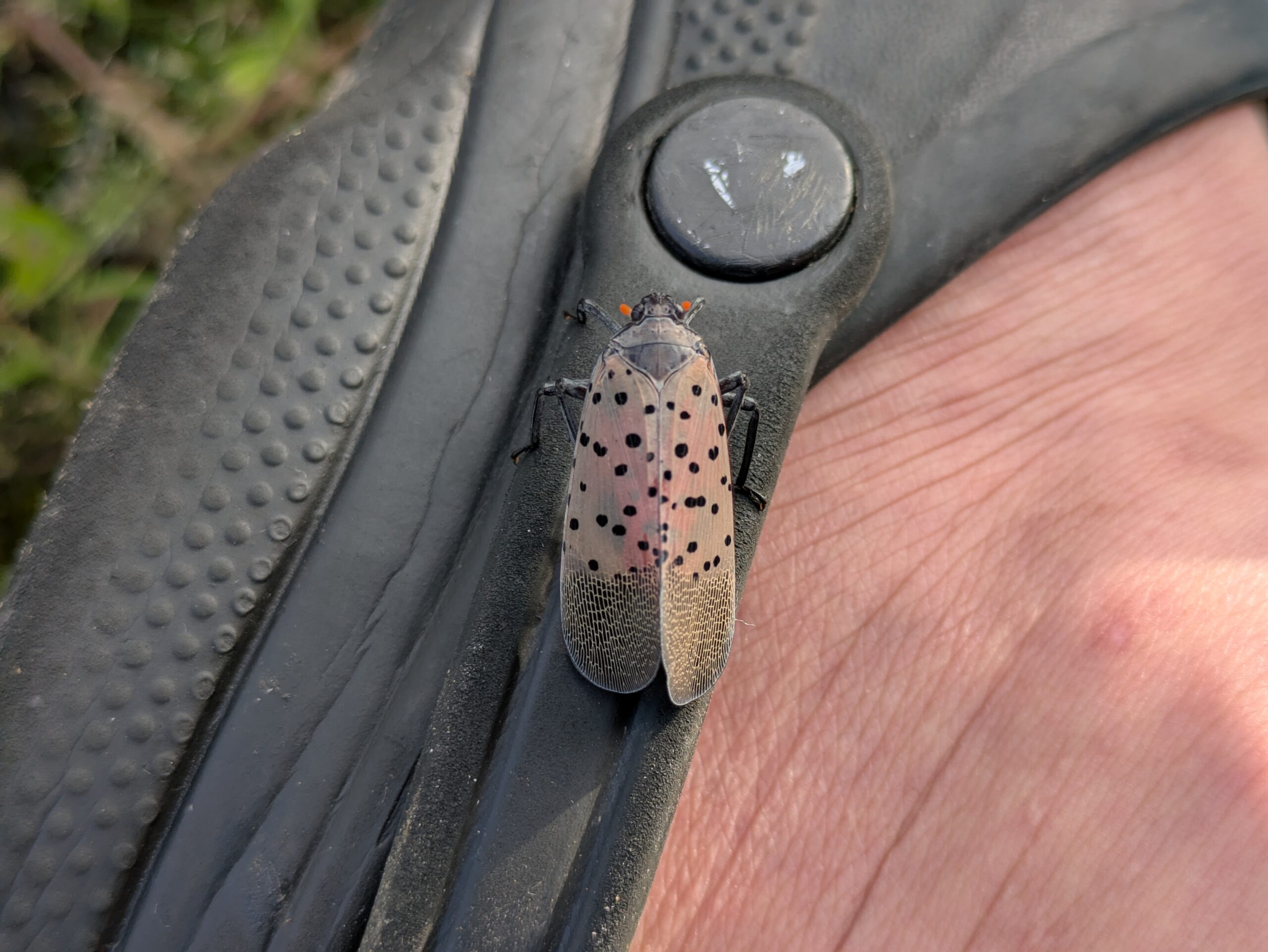 金沢市内で足にとまってきたシタベニハゴロモ