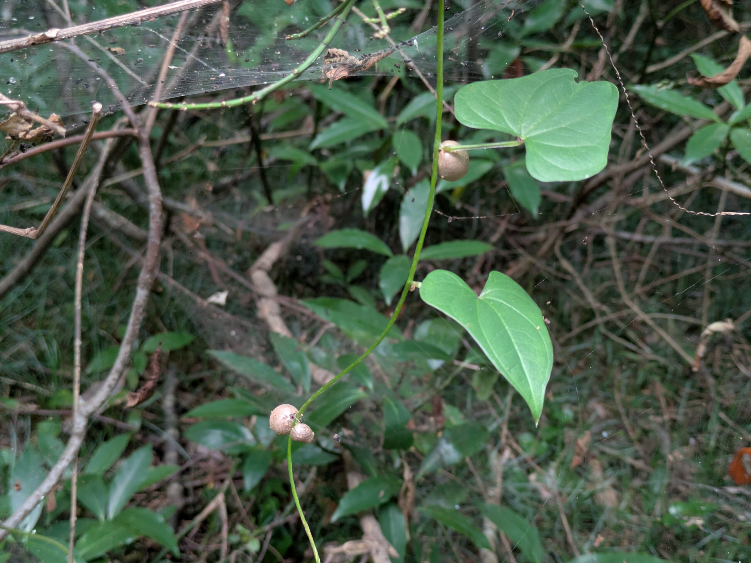 普正寺の森で見つけたむかごのような珠芽
