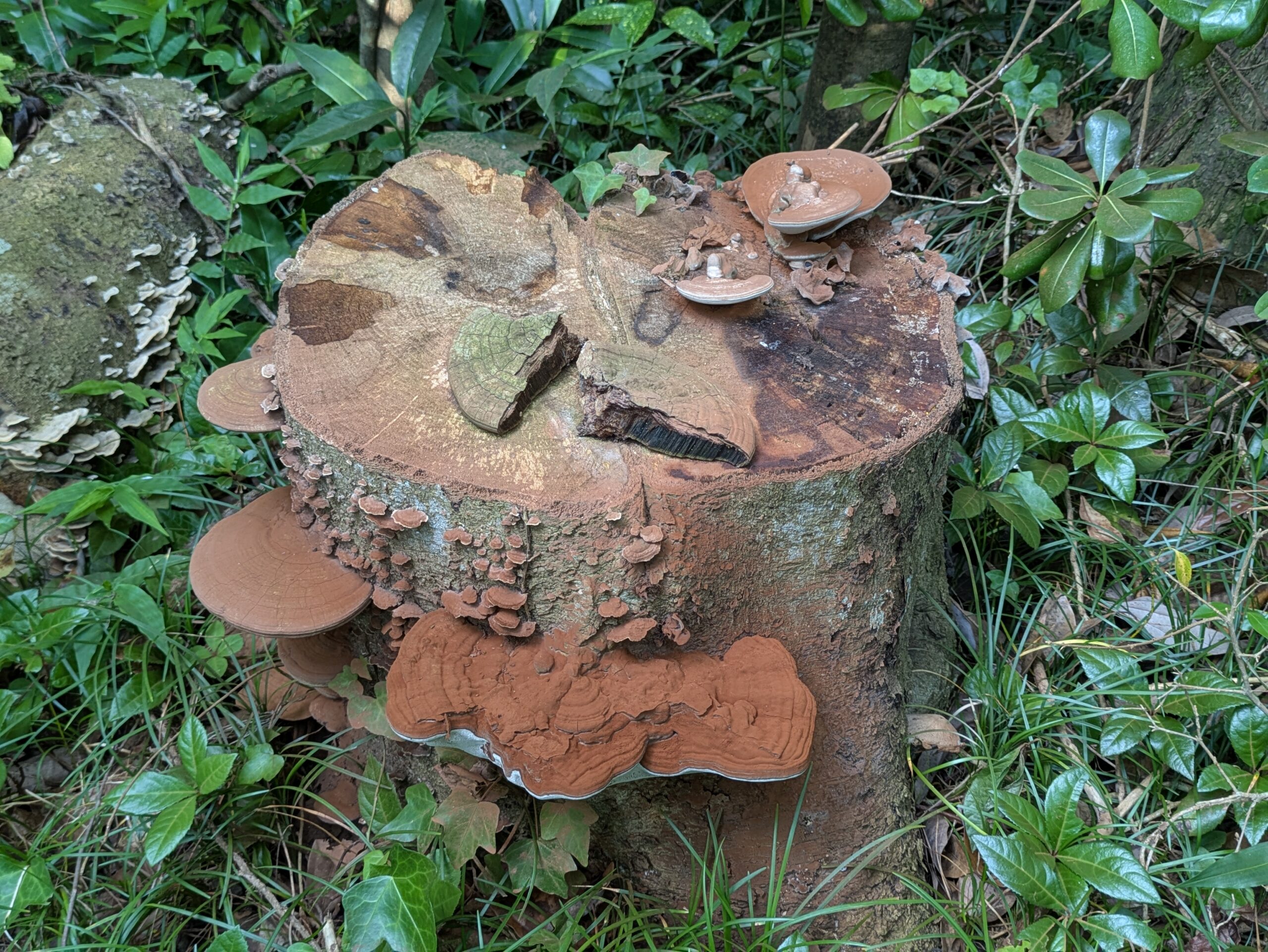 胞子で周囲が茶色く染まったコフキサルノコシカケ