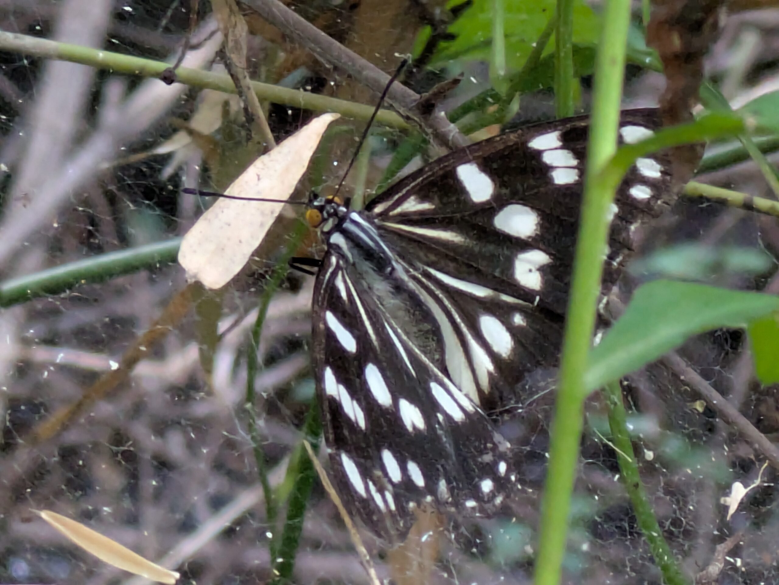 蜘蛛の巣に引っかかっていたゴマダラチョウ