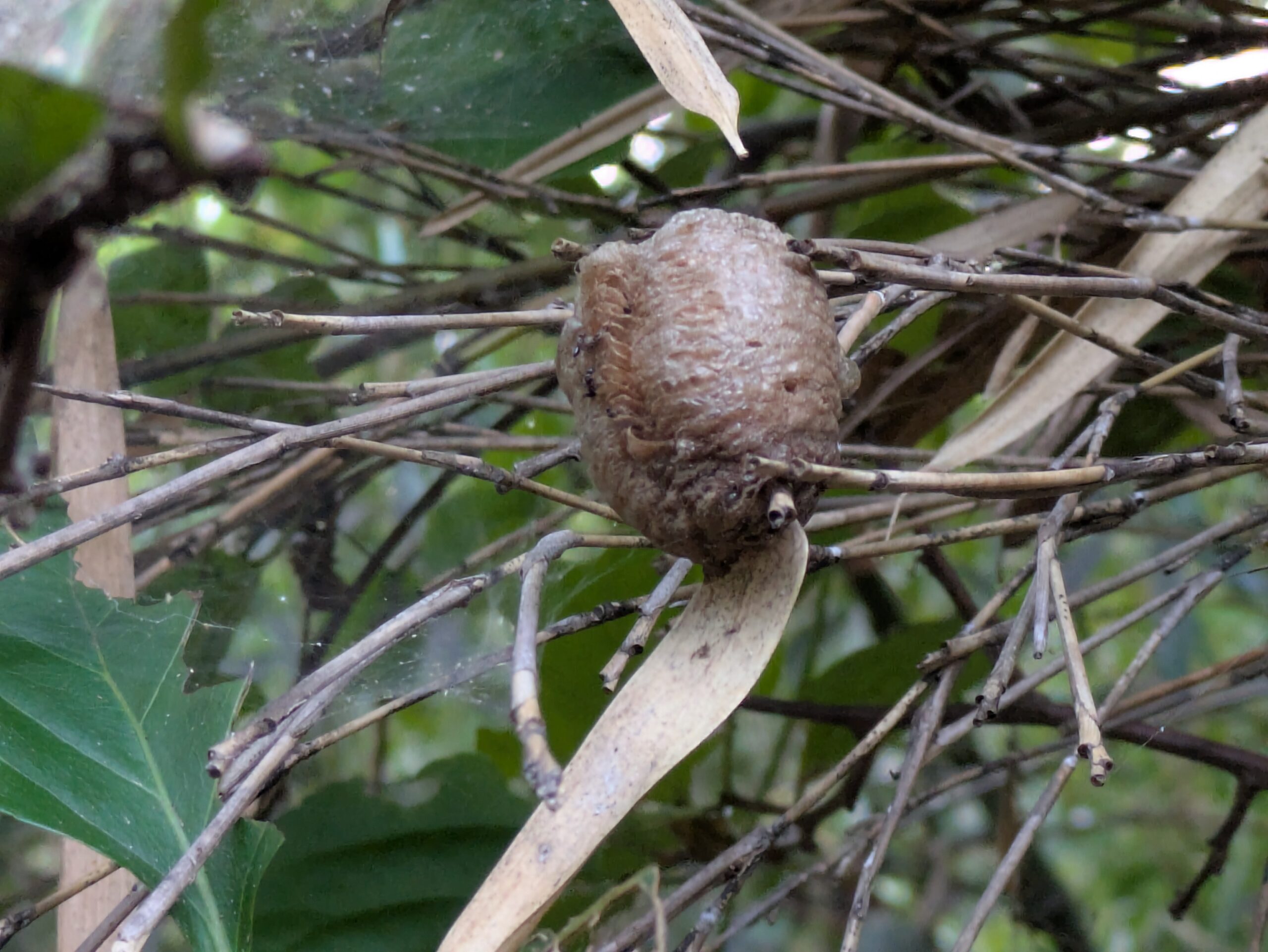 普正寺の森で見つけたカマキリの卵鞘らしきもの
