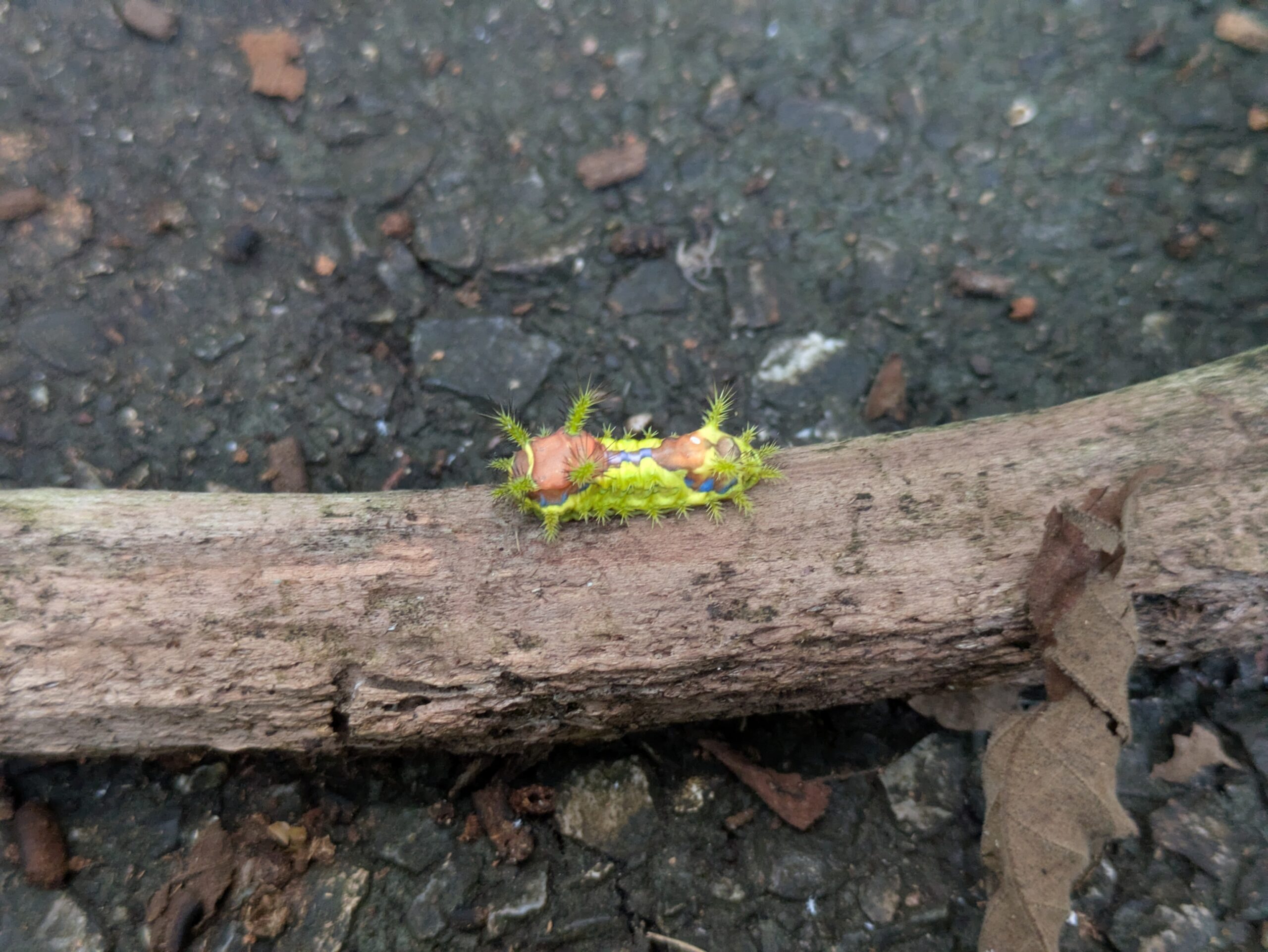 毒棘を持つイラガの幼虫