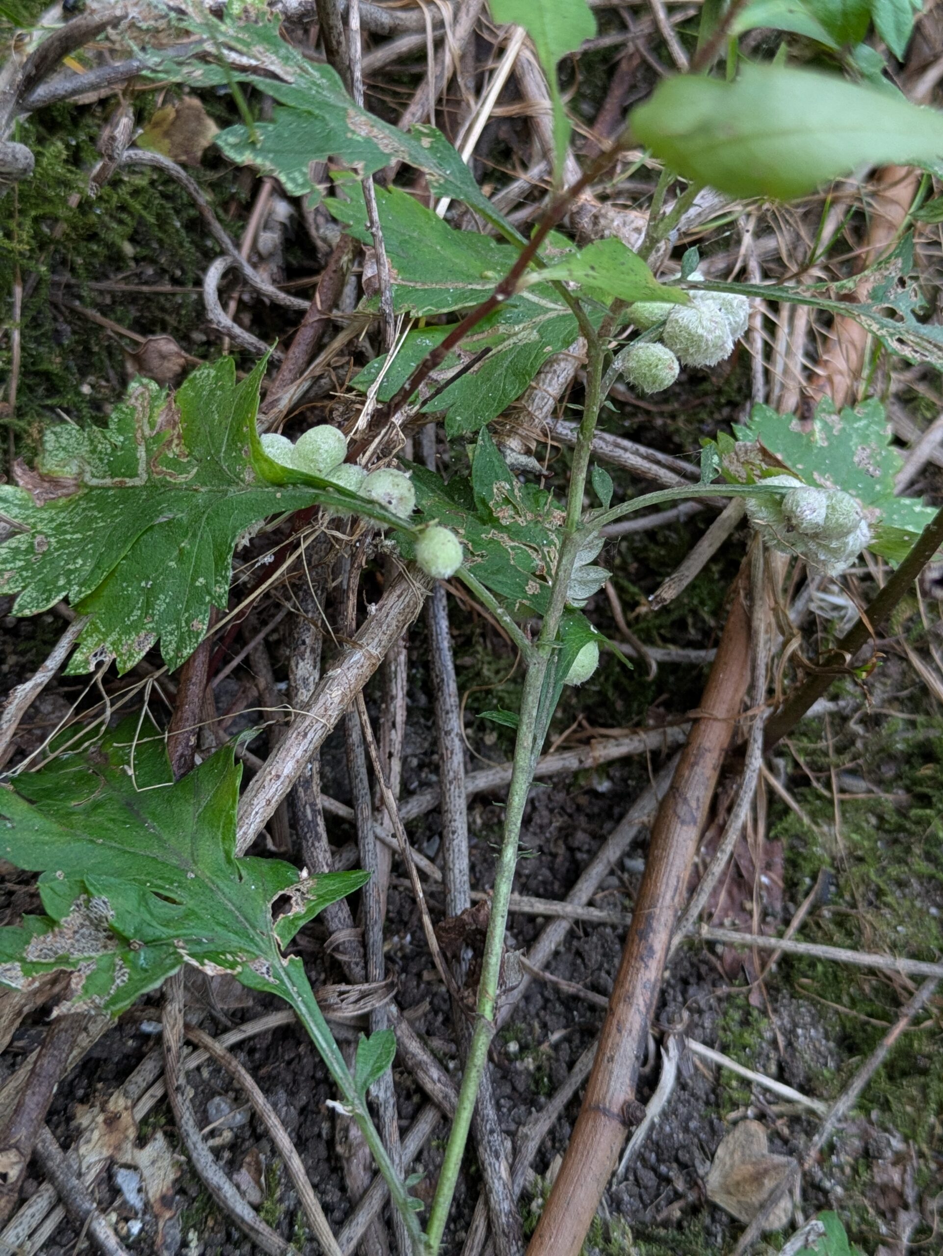 ヨモギにできた白い虫こぶ